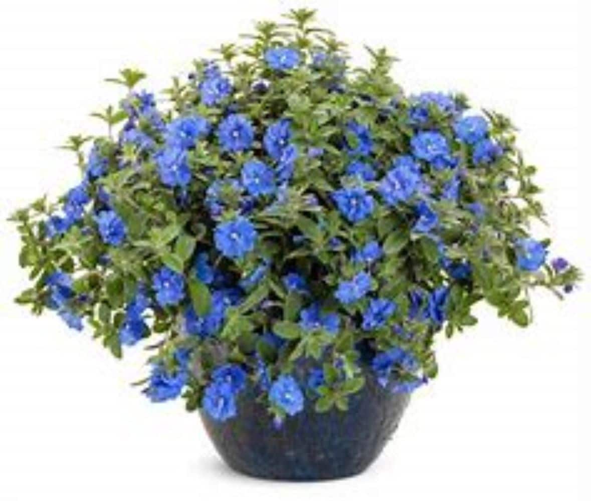 Lowe's NURSERY annuals - View #2