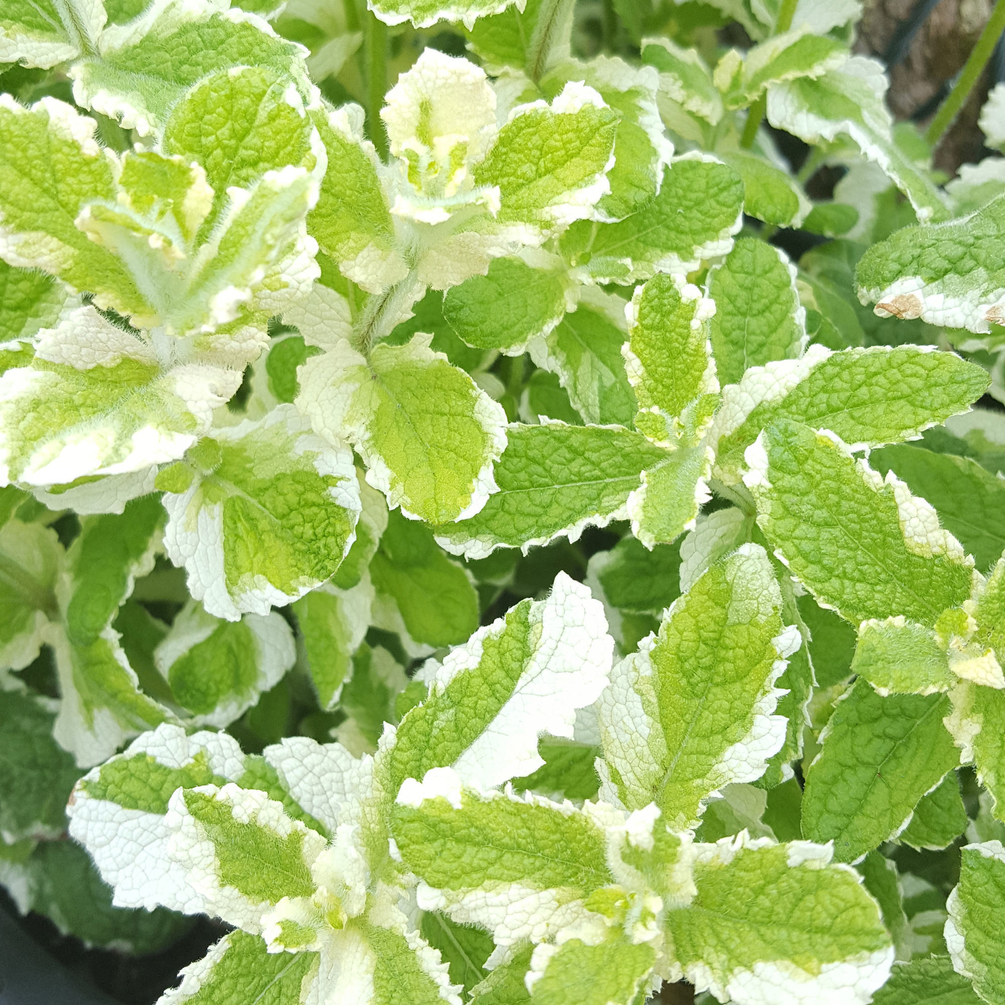 Bonnie Plants 202063  - View #2
