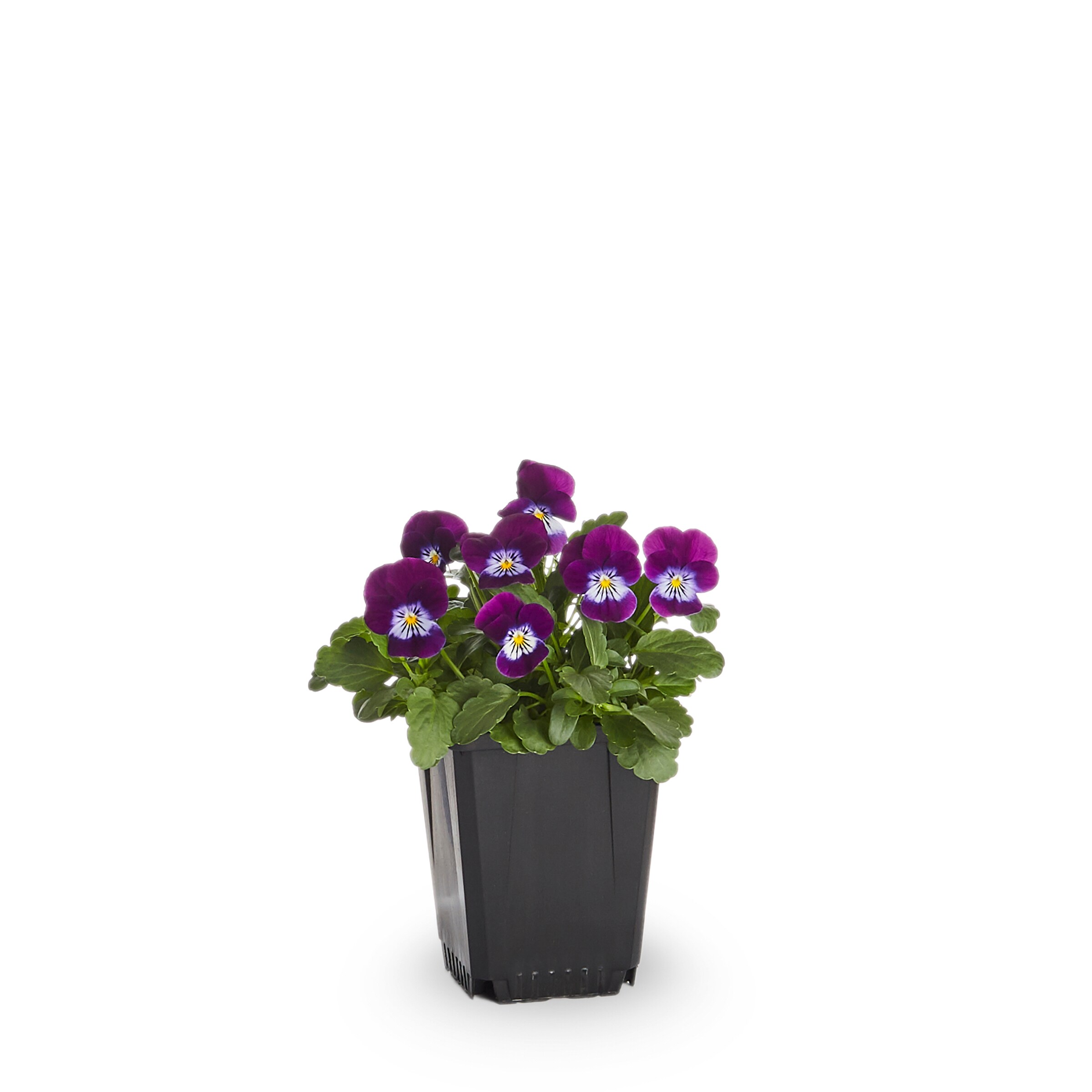 Lowe's Multicolor Flower in 1-Pint Pot in the Annuals department at ...