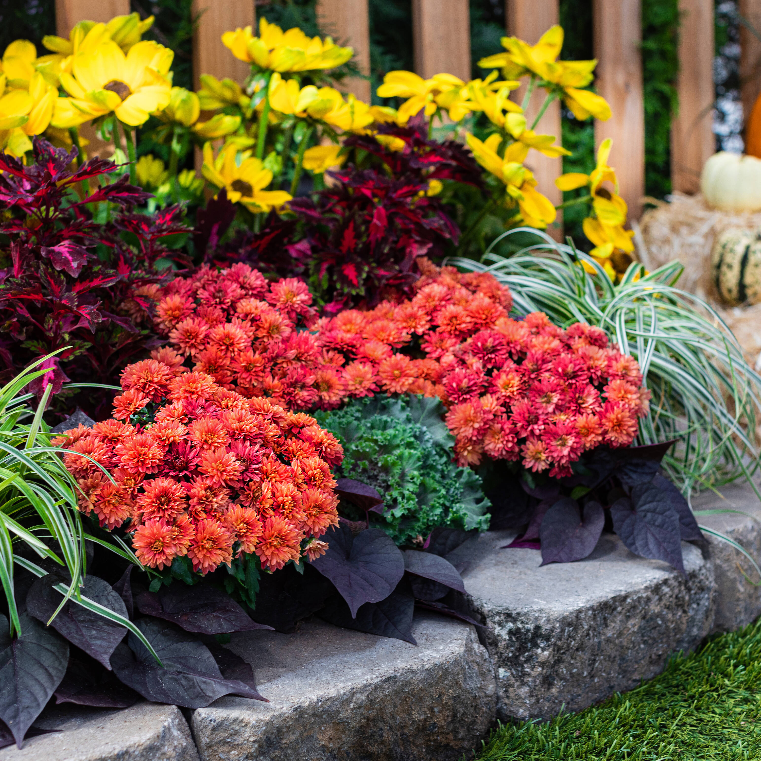 Metrolina Greenhouses 5205 annuals - View #4