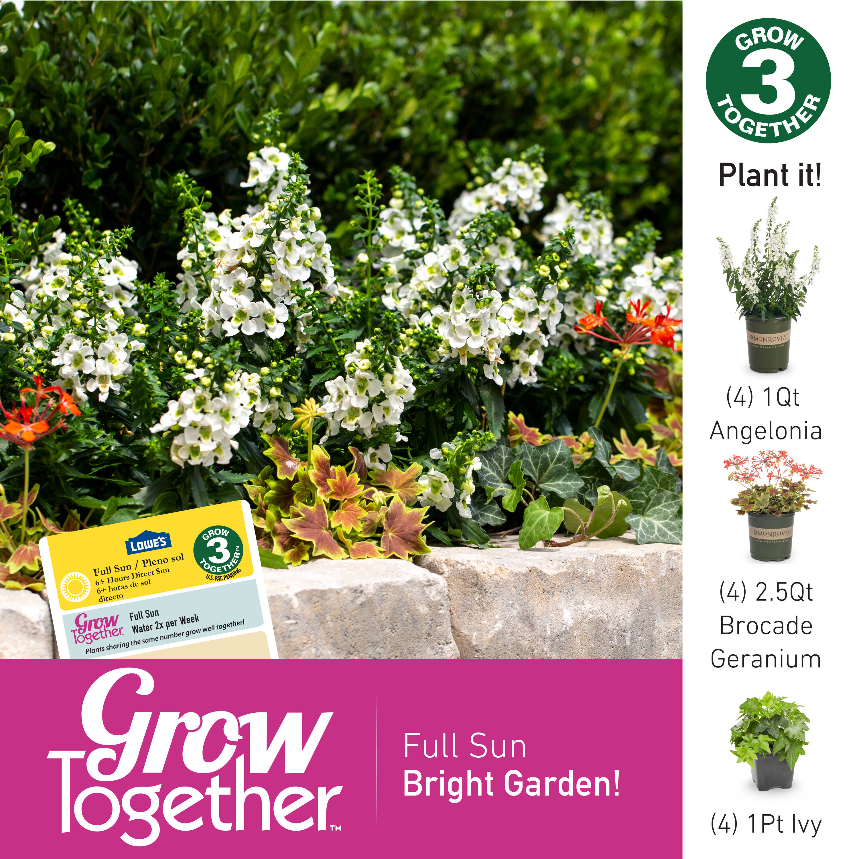Metrolina Greenhouses 78822 annuals - View #7