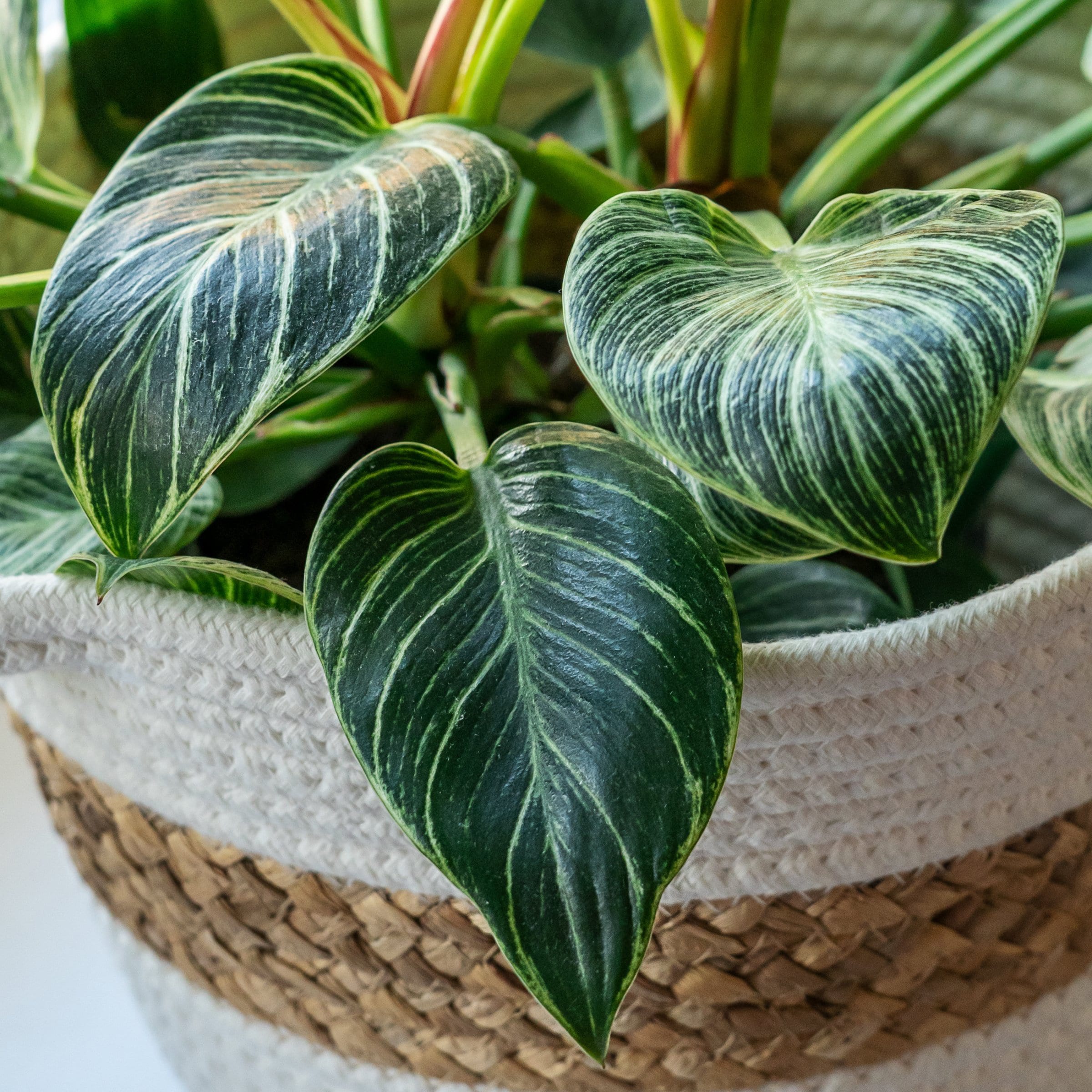 National Plant Network LW7714 hseplants - View #8