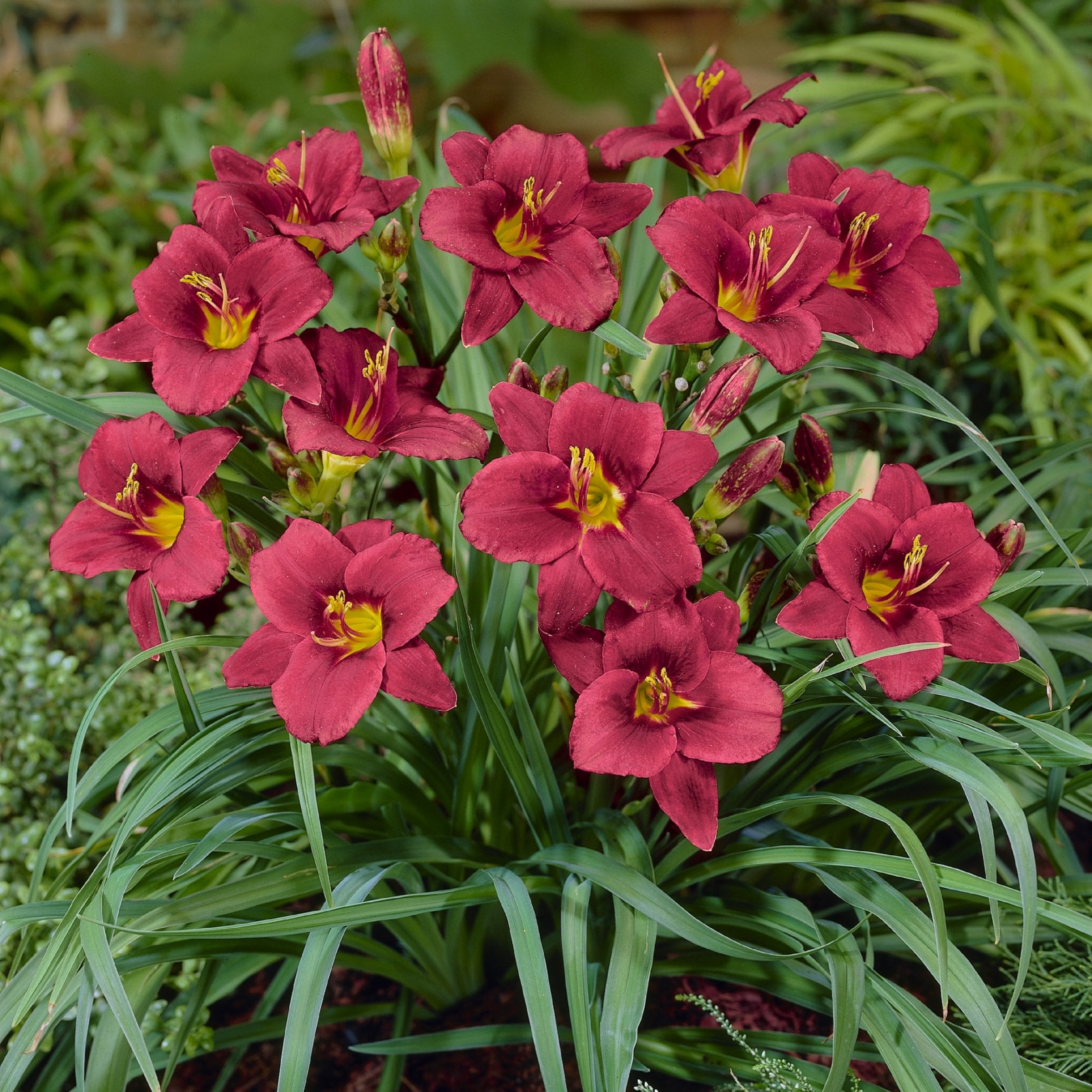 National Plant Network LW1985 perennials - View #2