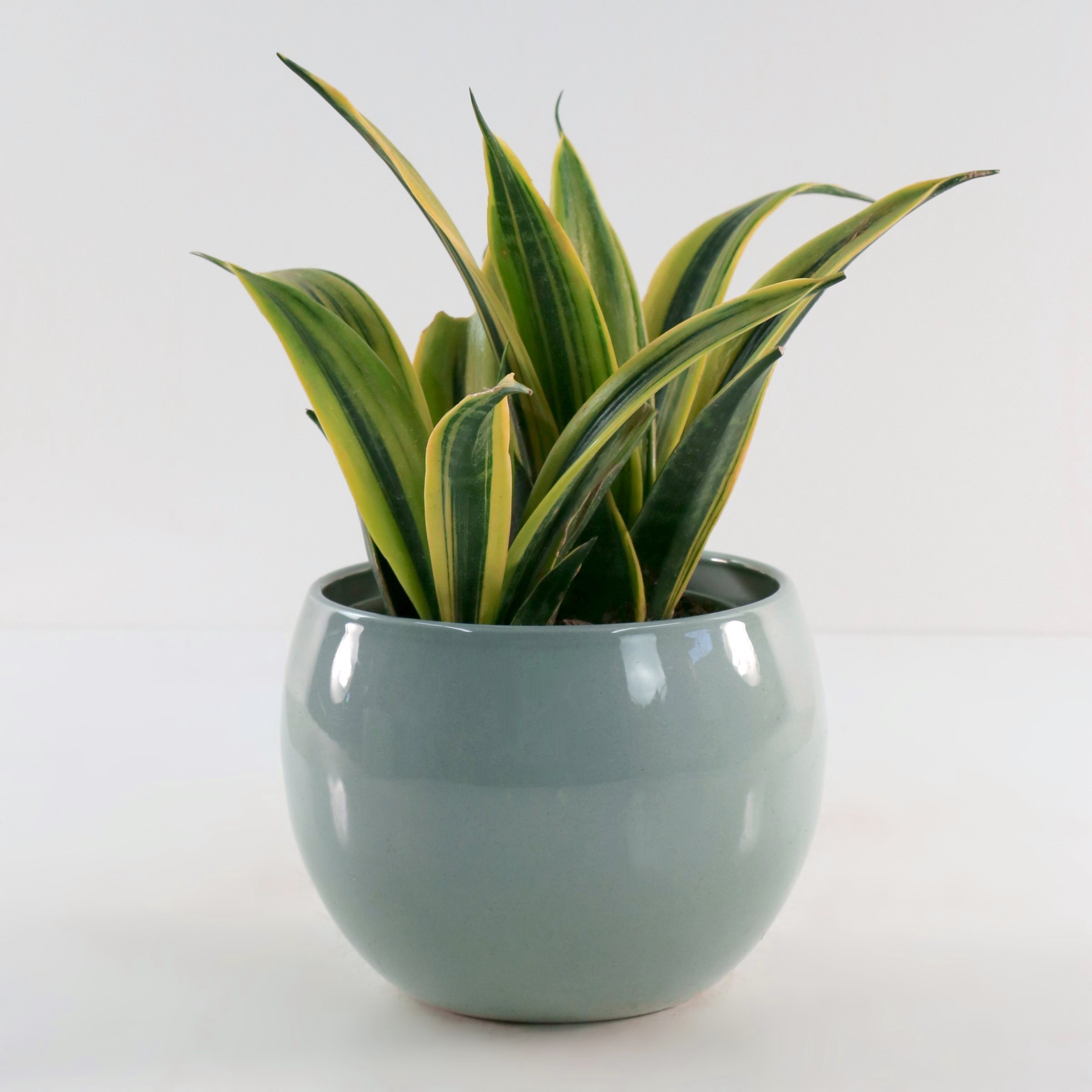 National Plant Network LW2438 hseplants - View #3