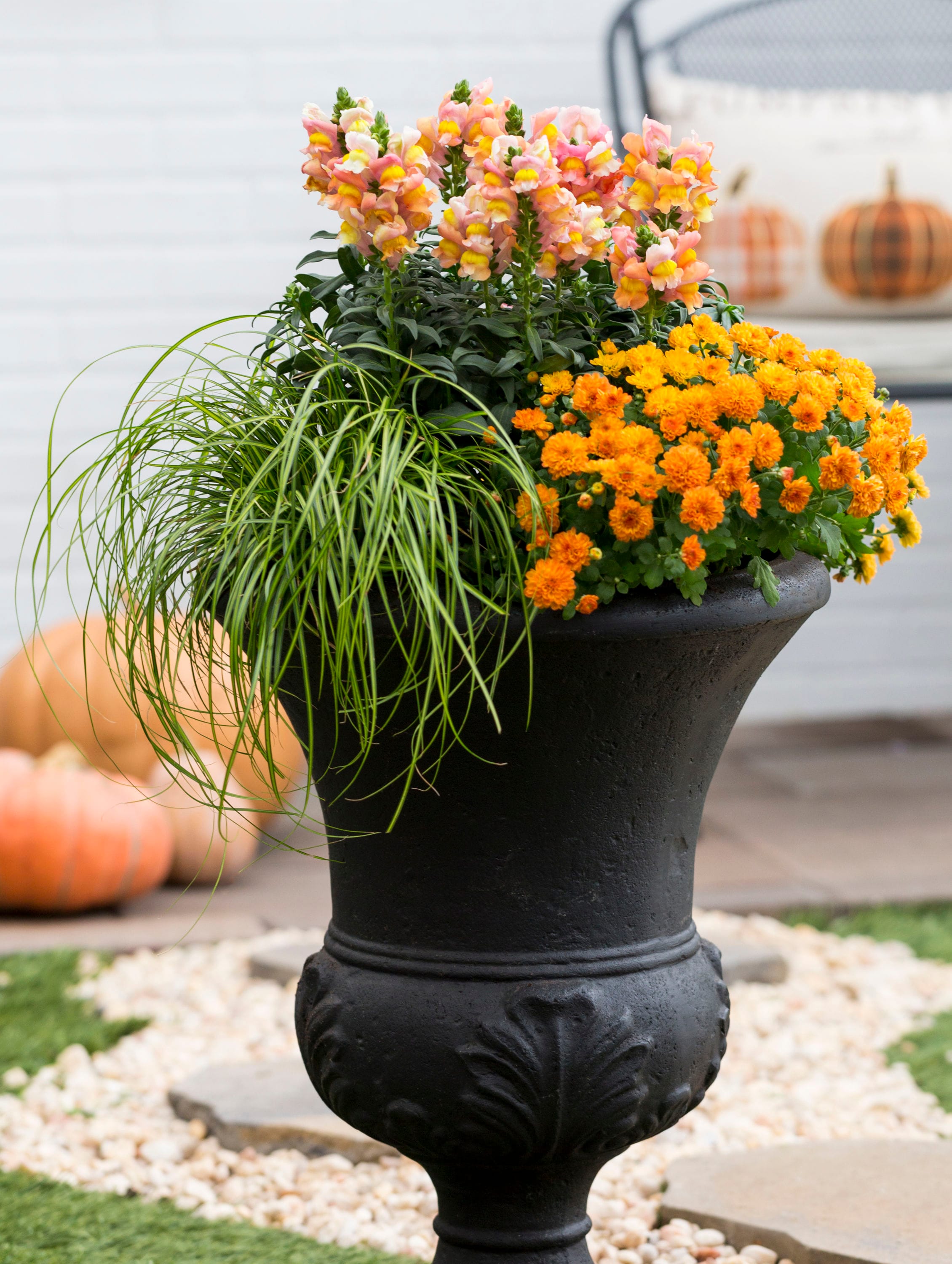 Lowe's 465617 annuals - View #15