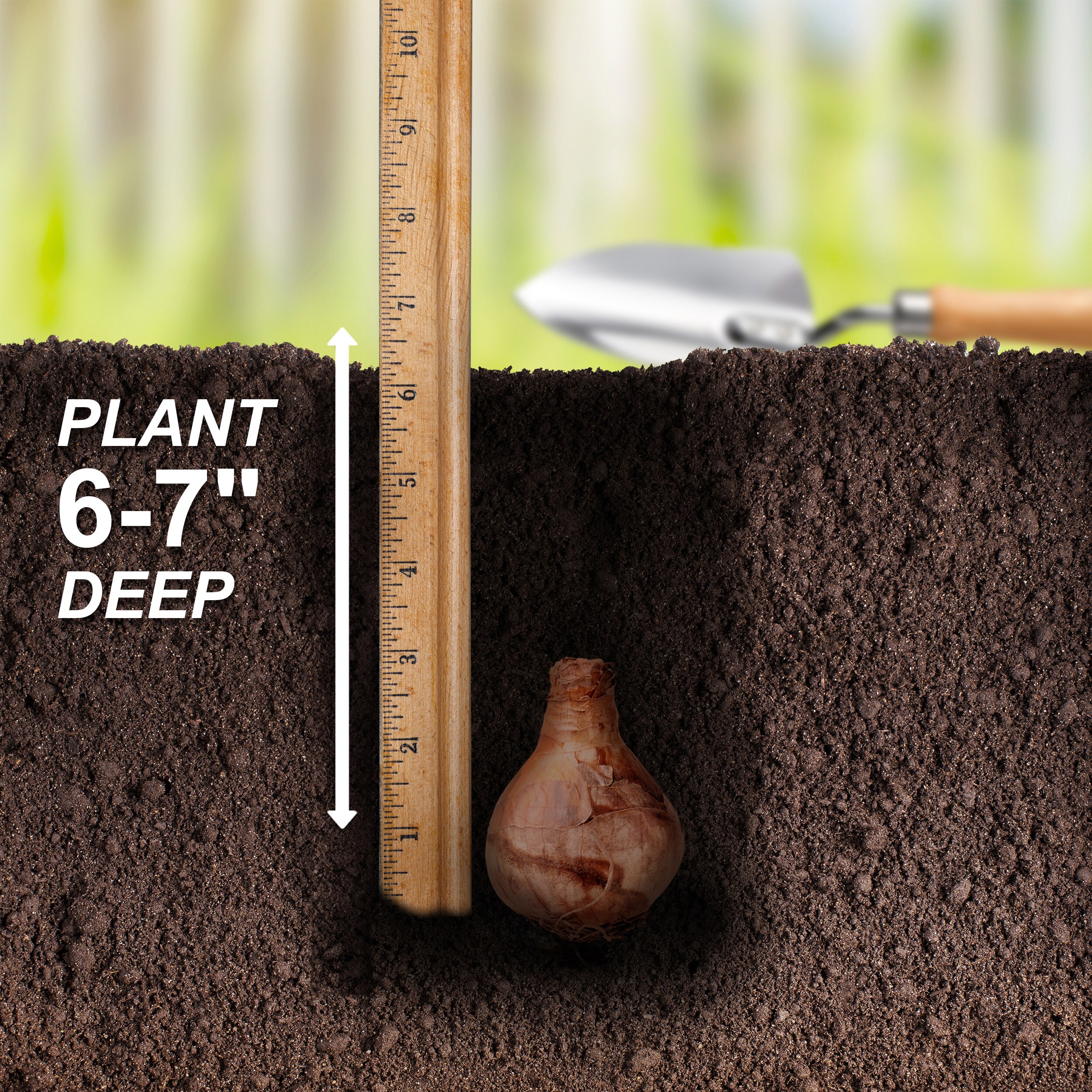 Garden State Bulb ECF-115-25-01 Plant-Bulbs - View #5