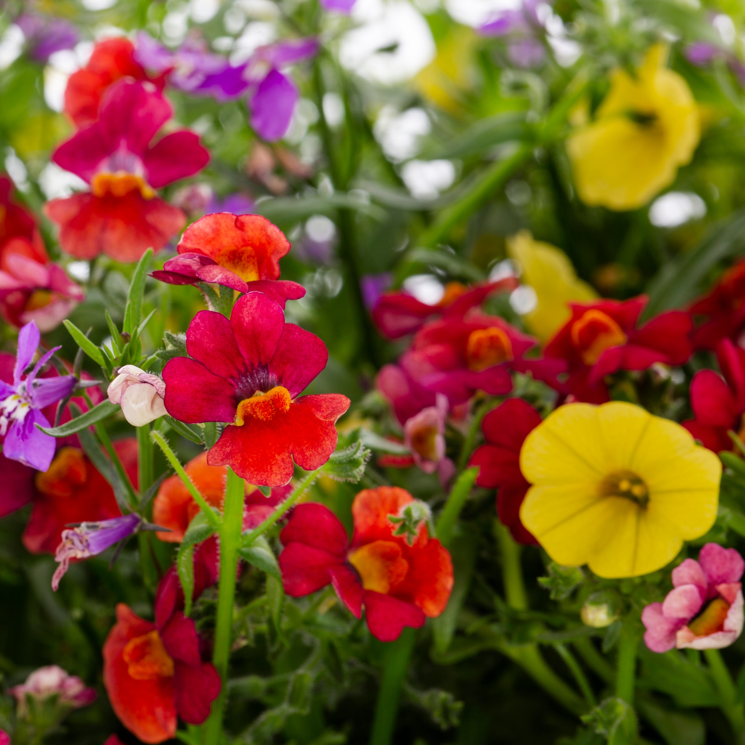 Ready Refill NURSERY annuals - View #2