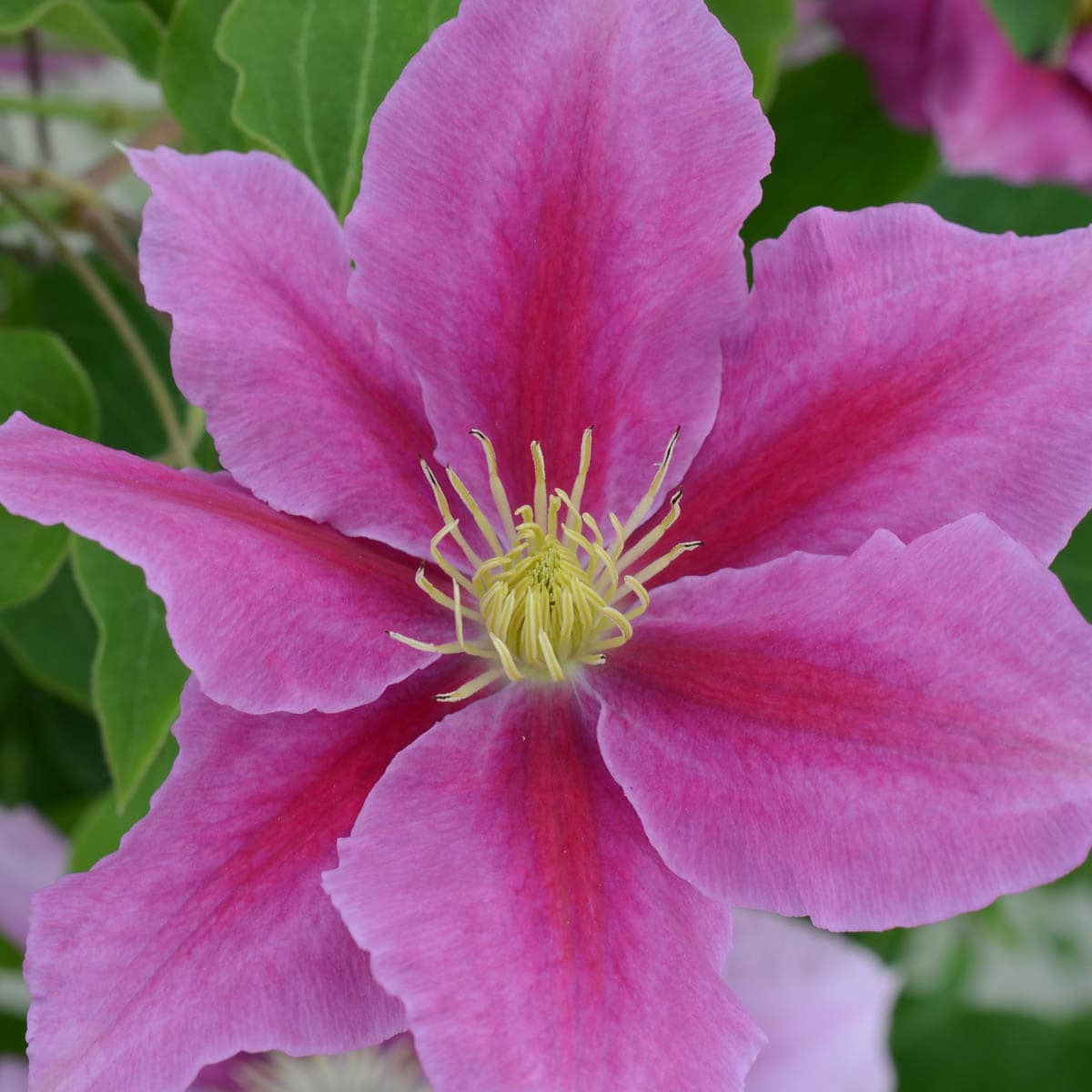 Vicki Boulevard Clematis Vine Plants, Bulbs & Seeds at Lowes.com