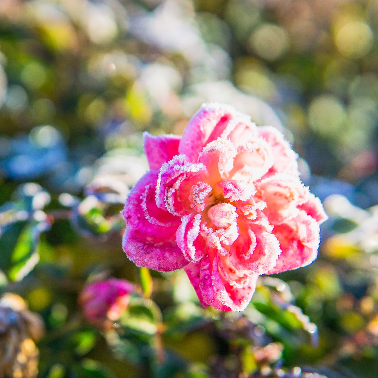 Perfect Plants LOSWEETDRIFTROSE3G roses - View #4