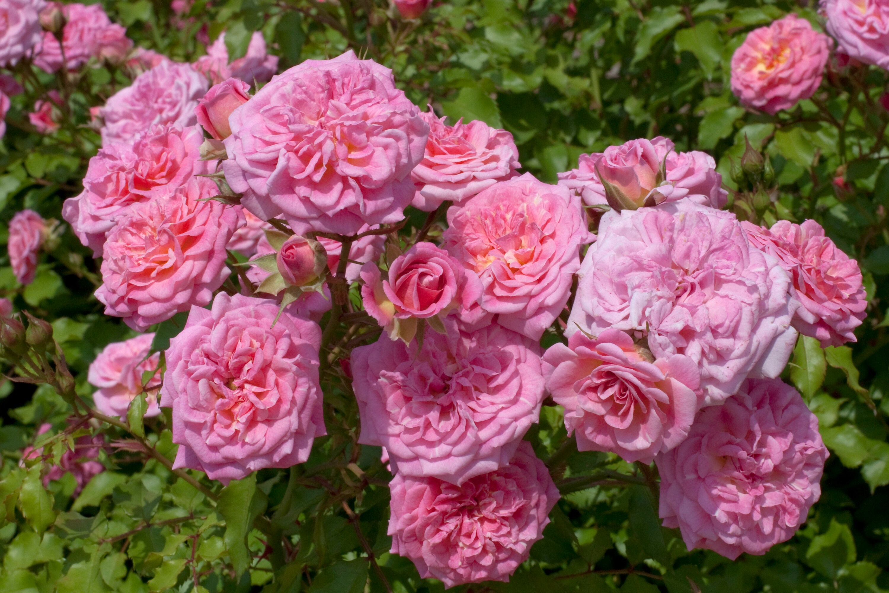 Lowe's 62462 roses - View #2