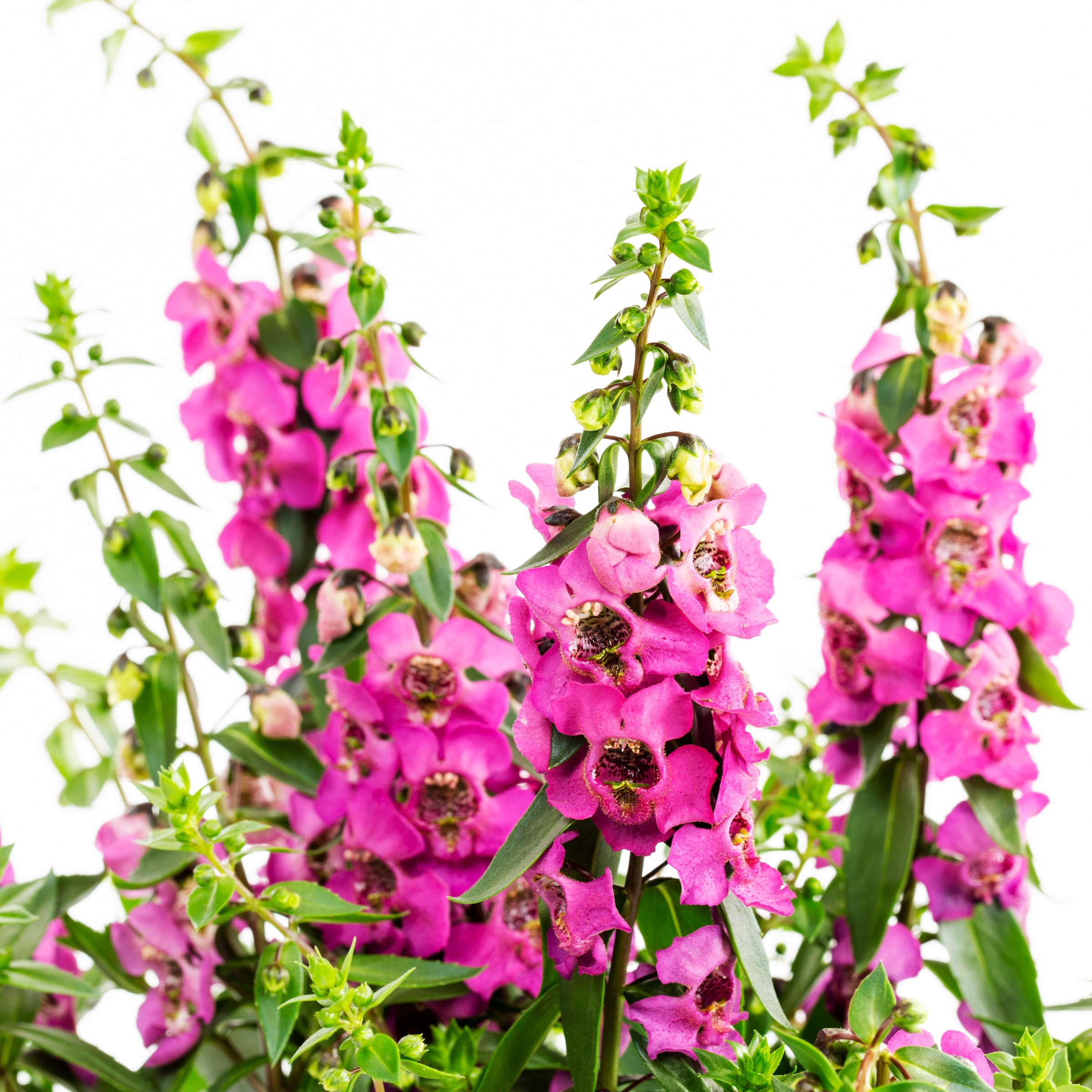 Lowe's NURSERY annuals - View #3