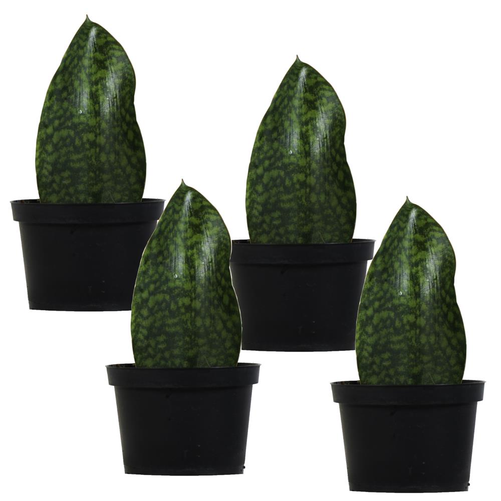 TropicalPlants.com ANCSANWHA4PK06 6-in 4-Pack Mixed Snake Plant in Plastic Pot