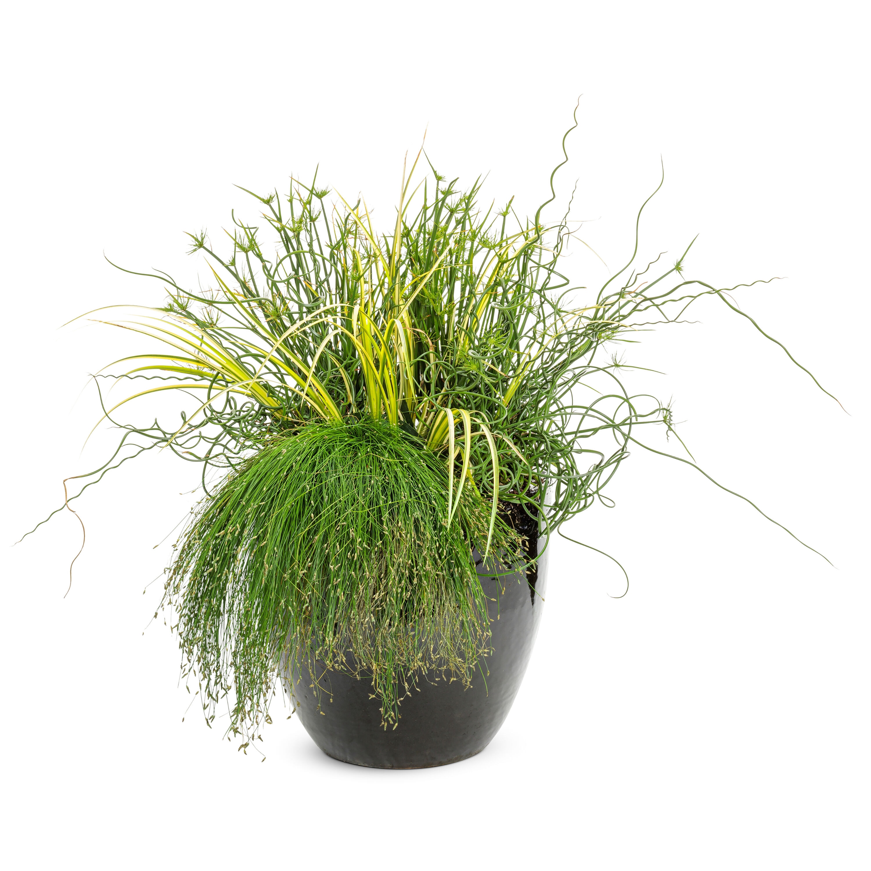 Proven Winners GRSPRW1187800 perennials - View #2