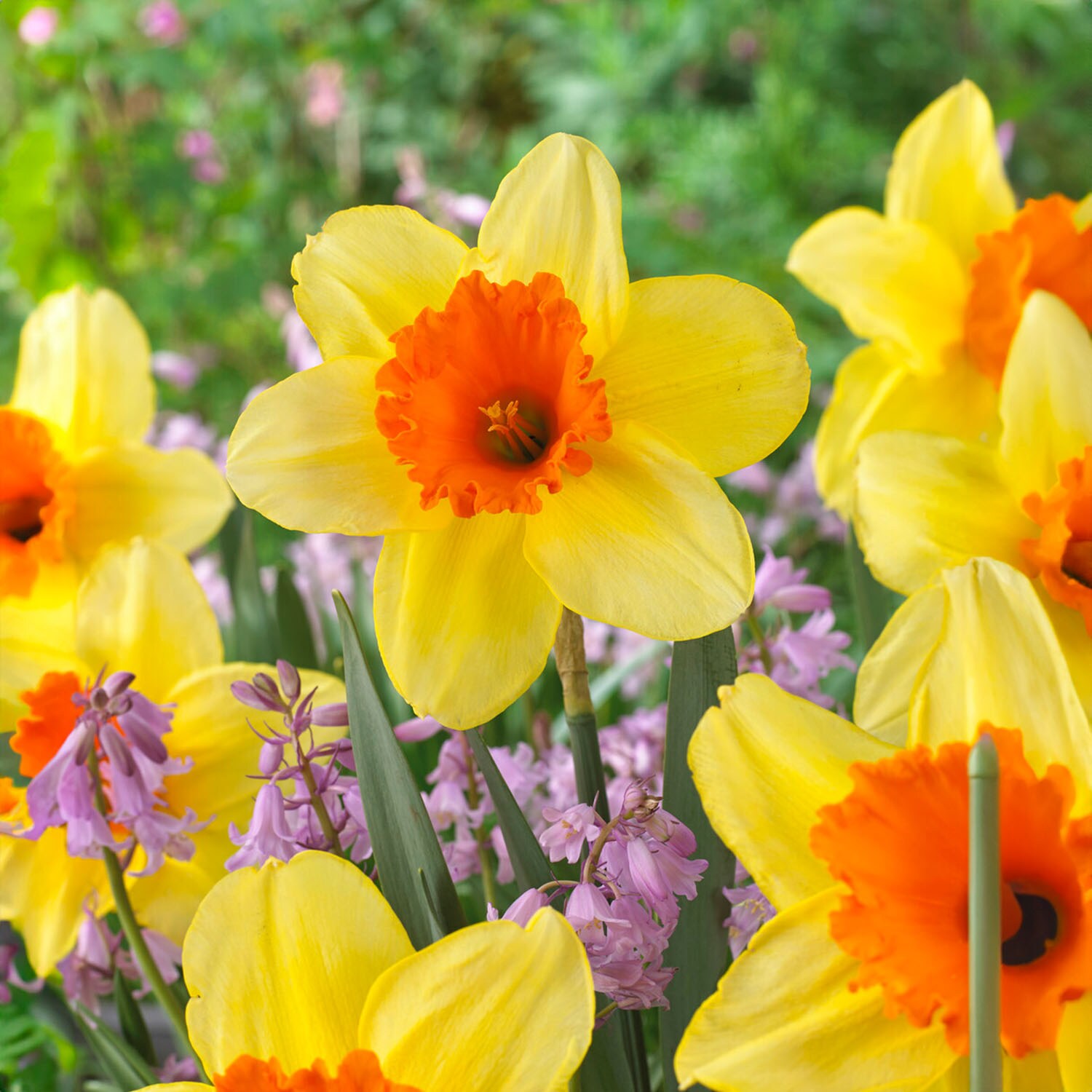 Garden State Bulb ECF-110-100-04 Multicolor Fortissimo Large Cupped Daffodil Bulbs 100 Count