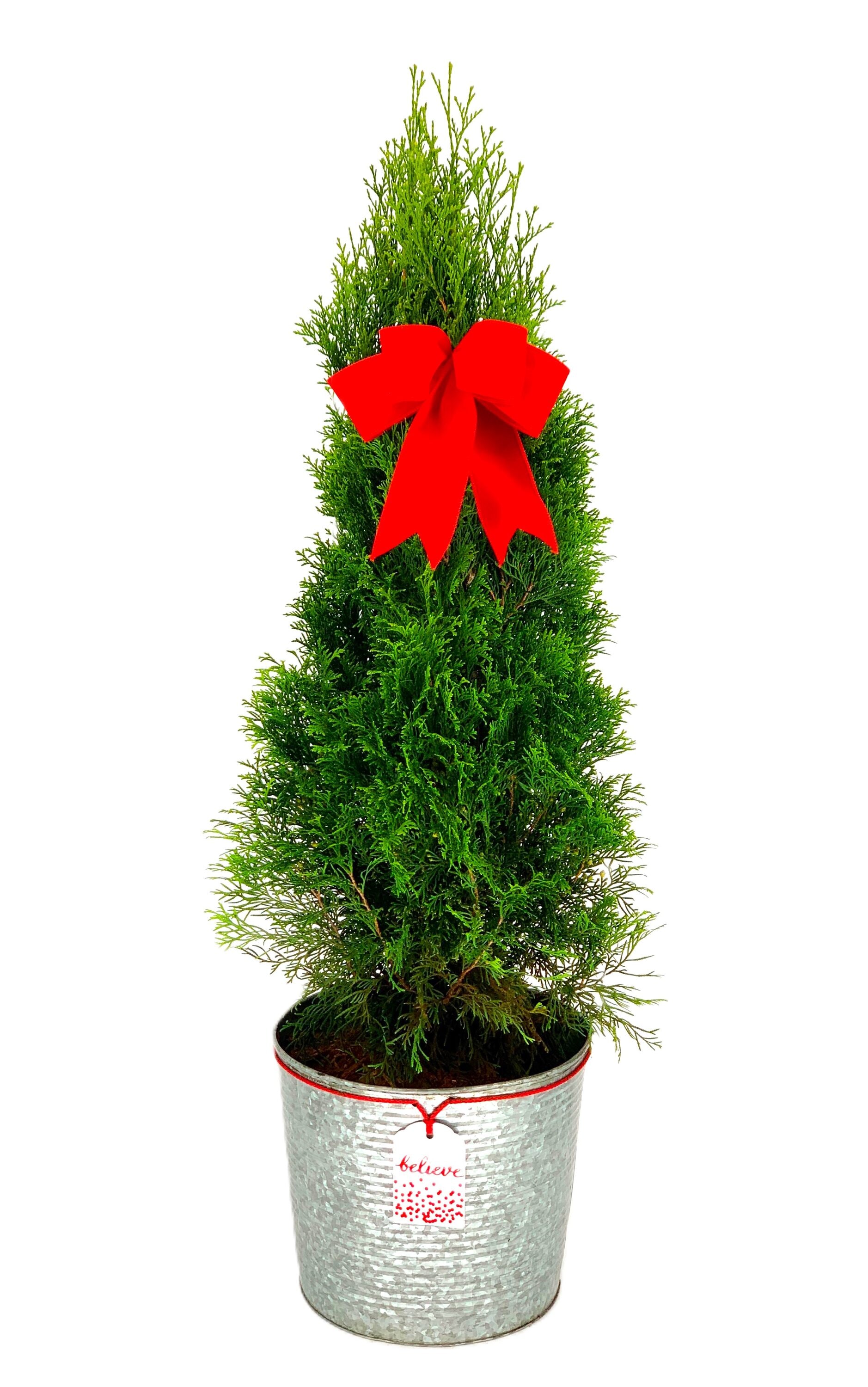  O881003HBW Emerald Green Arborvitae Foundation/Hedge Shrub in 2.25-Gallon Pot