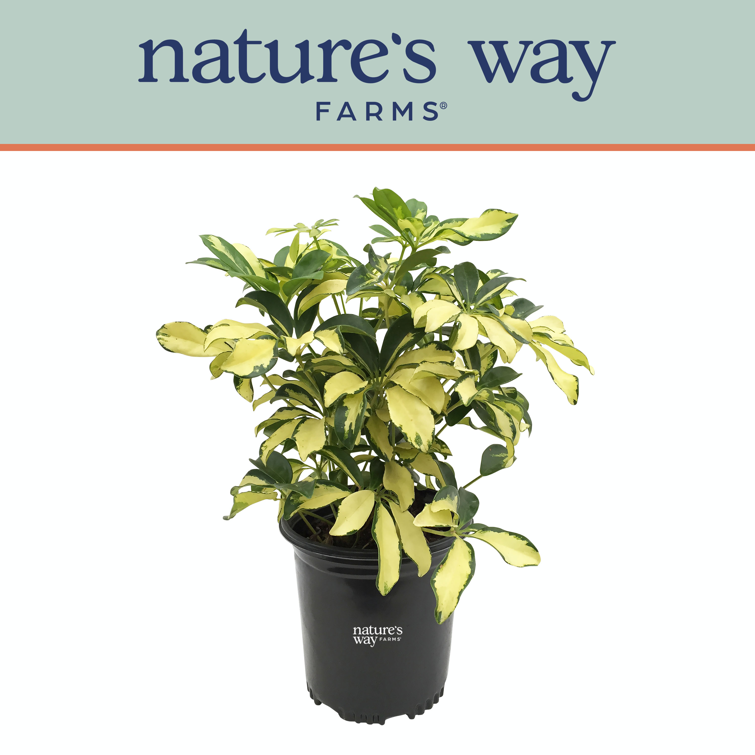  3200 Nature's Way Farms Arboricola Trinette Live Plant in 10# Pot