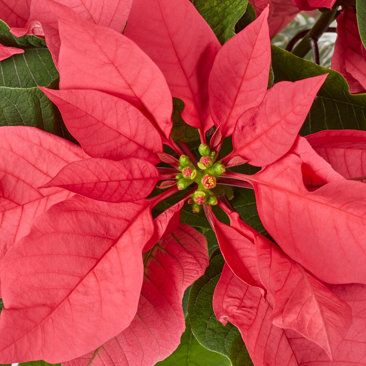  5341814 Fresh-Cut-Christmas-Decorations - View #2