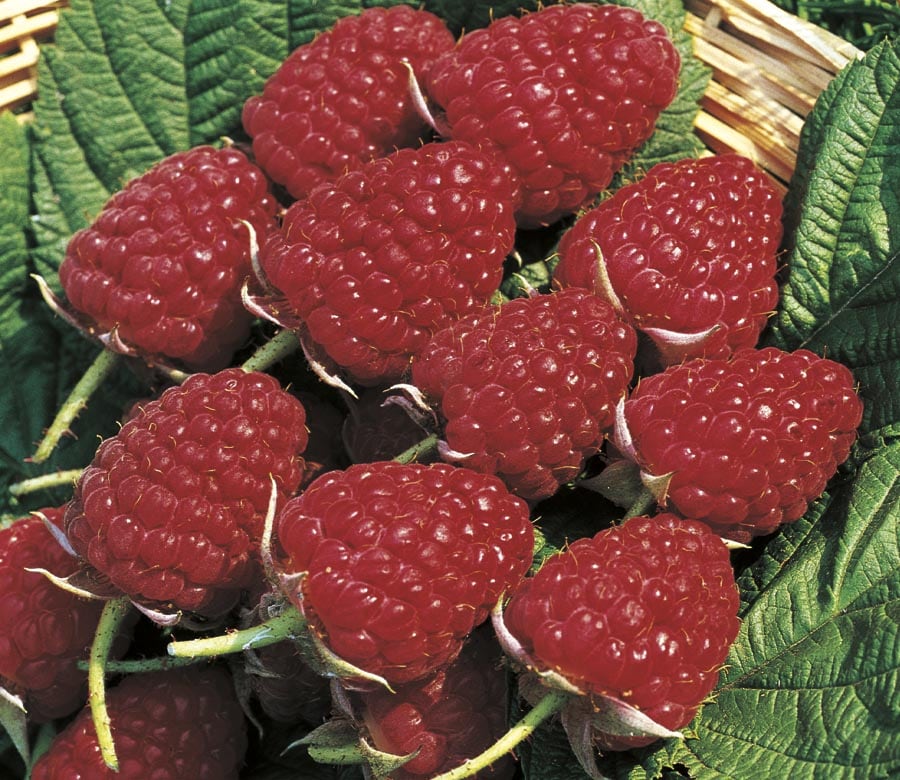  NURSERY Meeker Raspberry