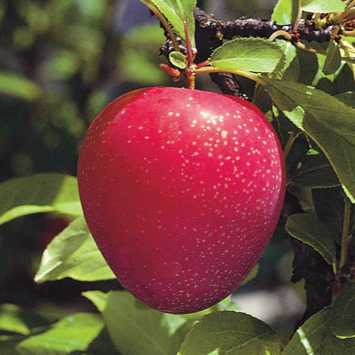 Gurneys Seed And Nursery Fruit Tree Superior Standard Plum Dormant Starter Bareroot In The