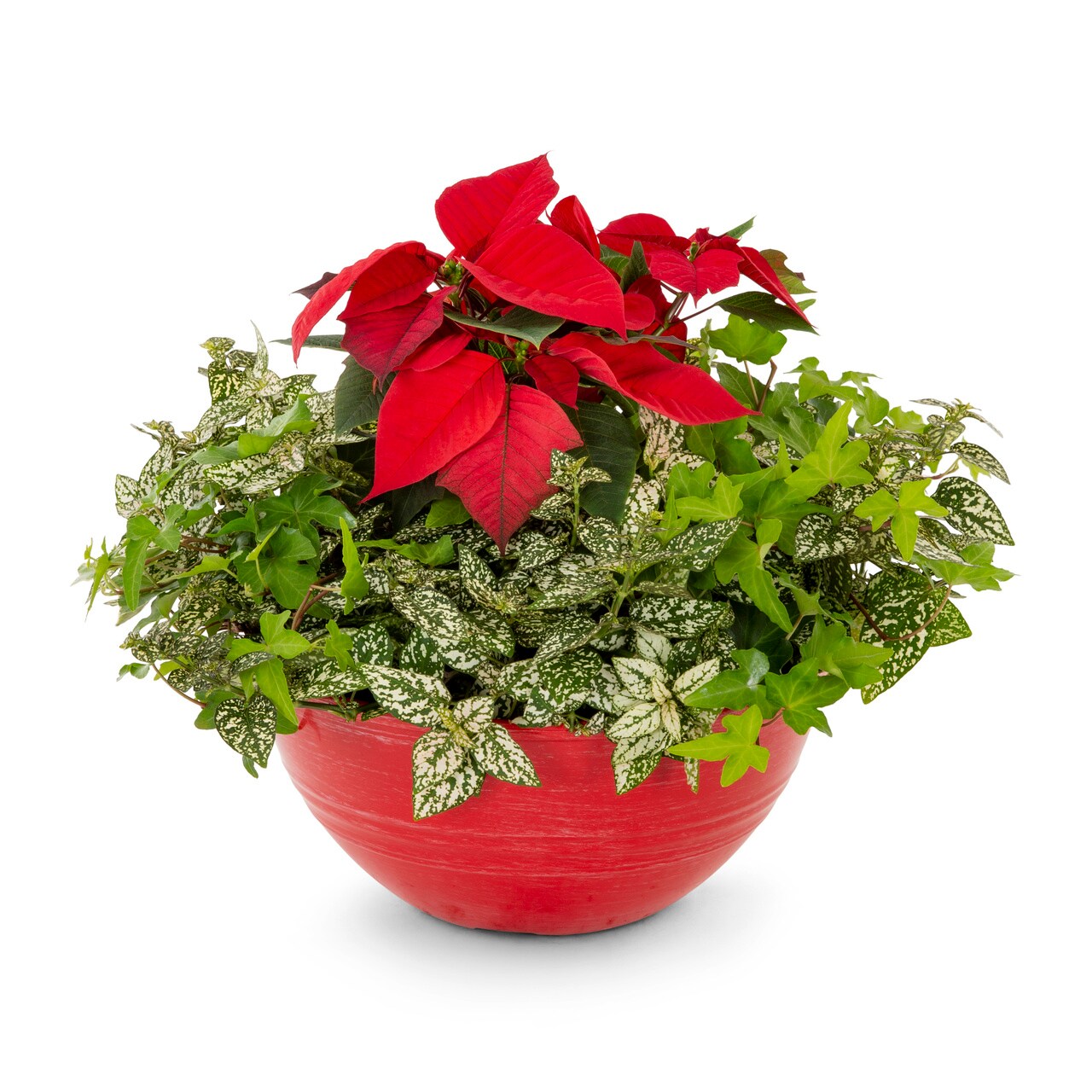 Lowe's 5340083 Fresh-Cut-Christmas-Decorations - View #4