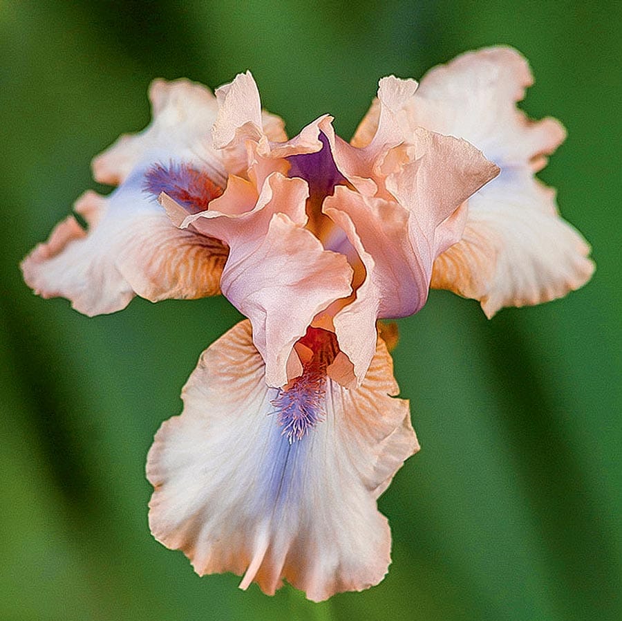 Lowes Multicolor Concertina Bearded Iris Bulbs In The Plant Bulbs Department At 7112