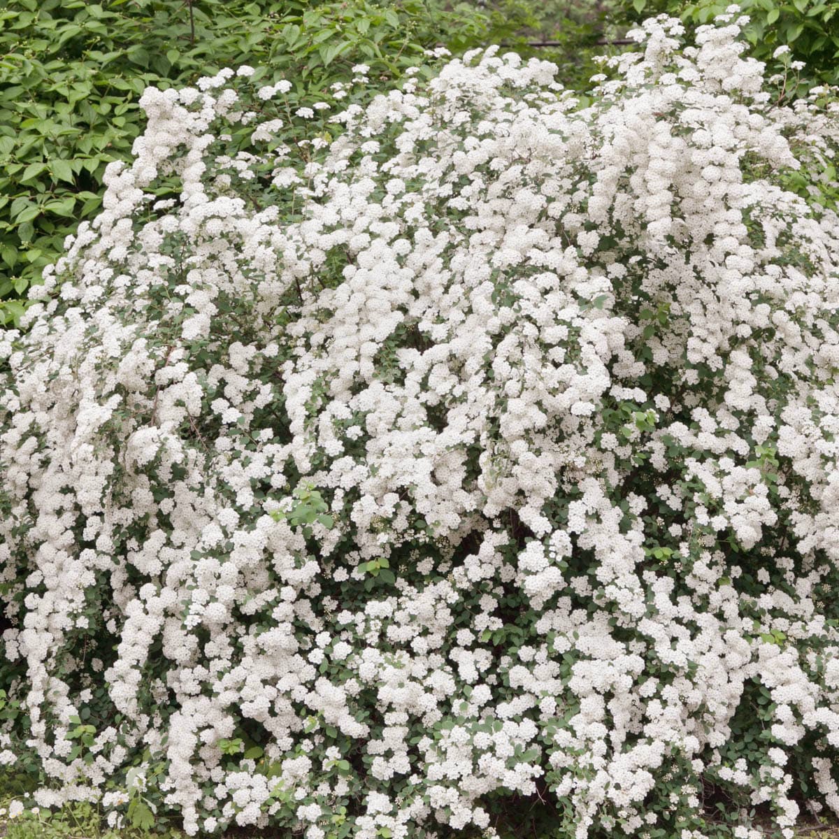 Flowering Snowmound Spirea Shrubs at Lowes.com