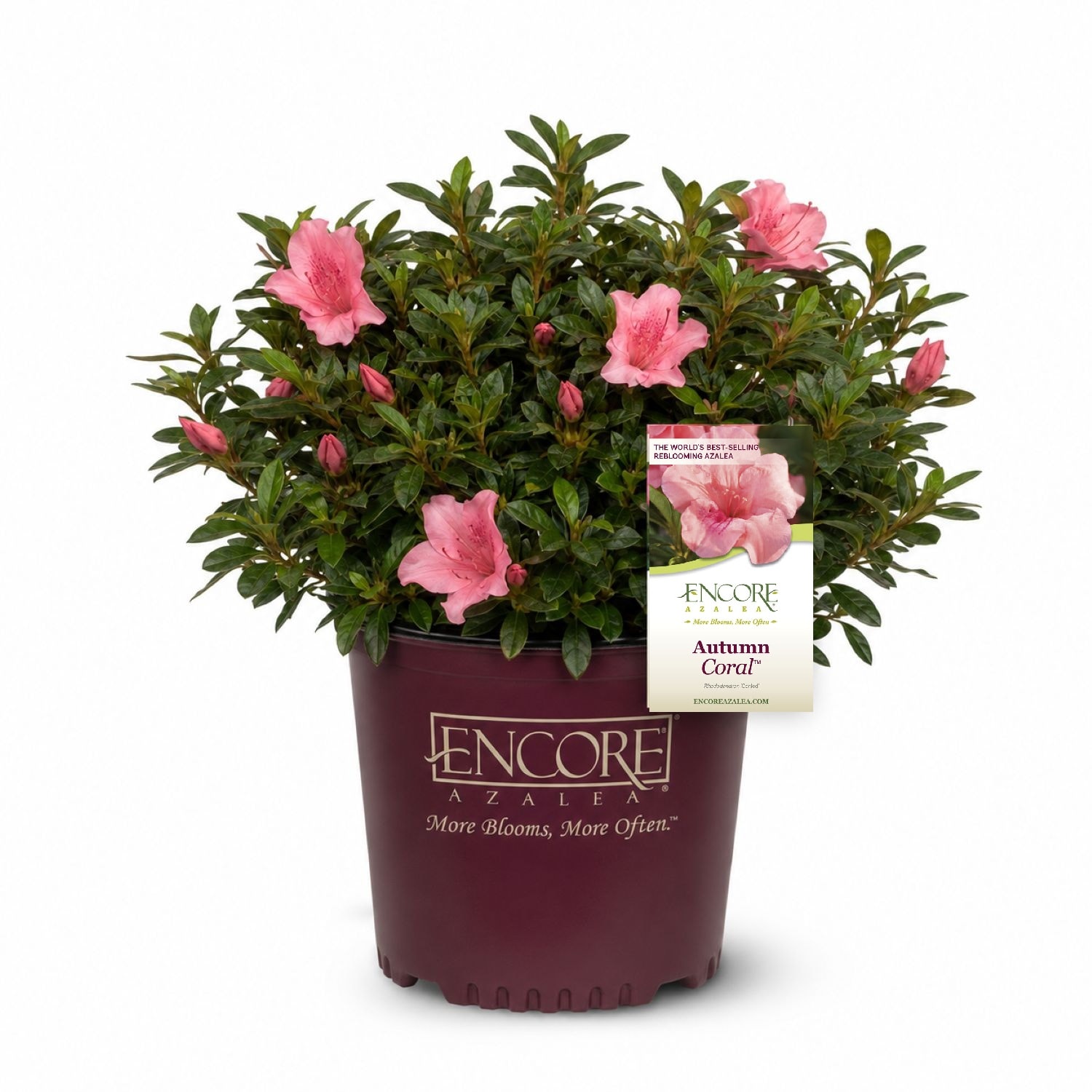 Encore Azalea 1 -Gallon Autumn Coral Azalea Flowering Shrub with Pink Blooms 1 -Pack