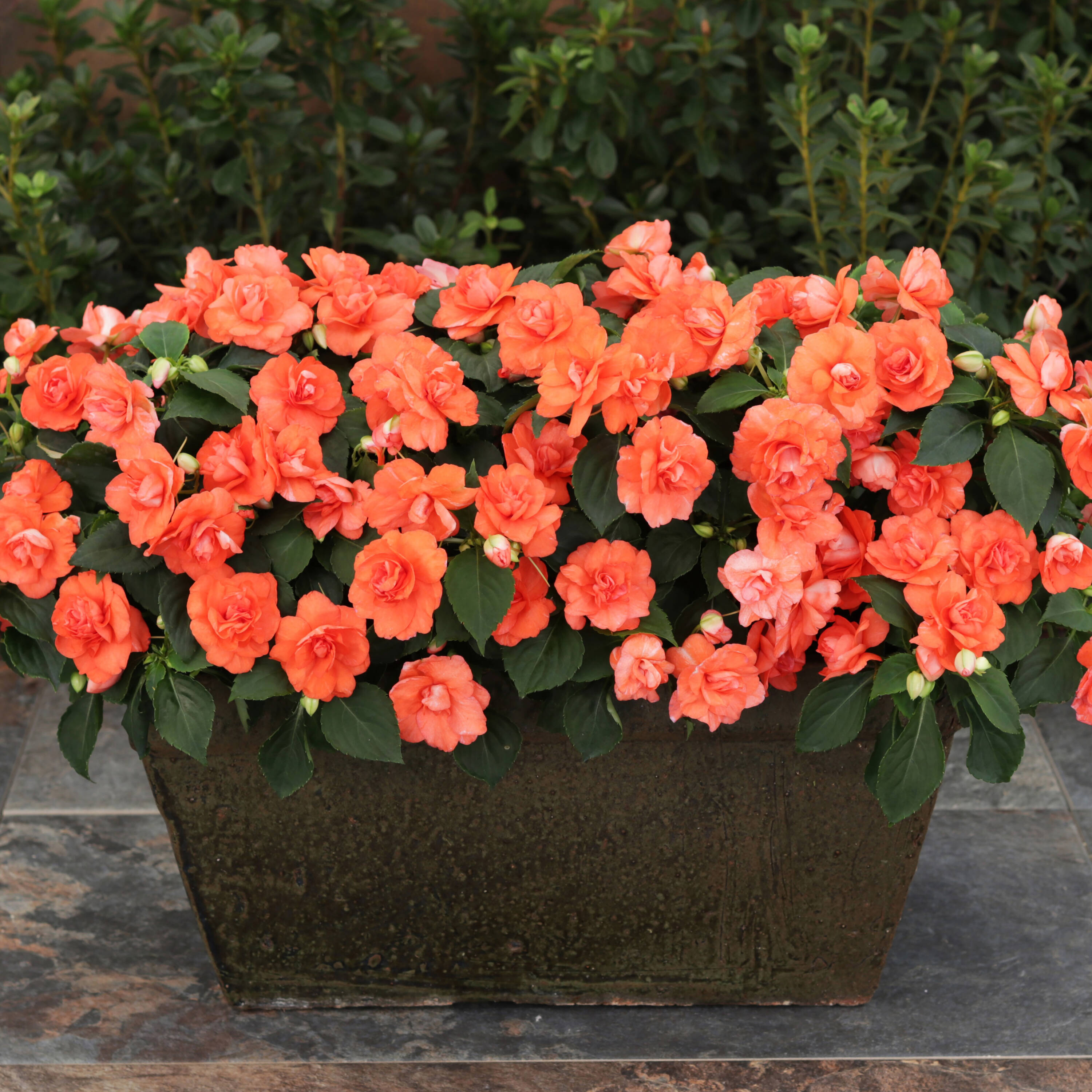 Proven Winners IMPPRW0077504 annuals - View #8