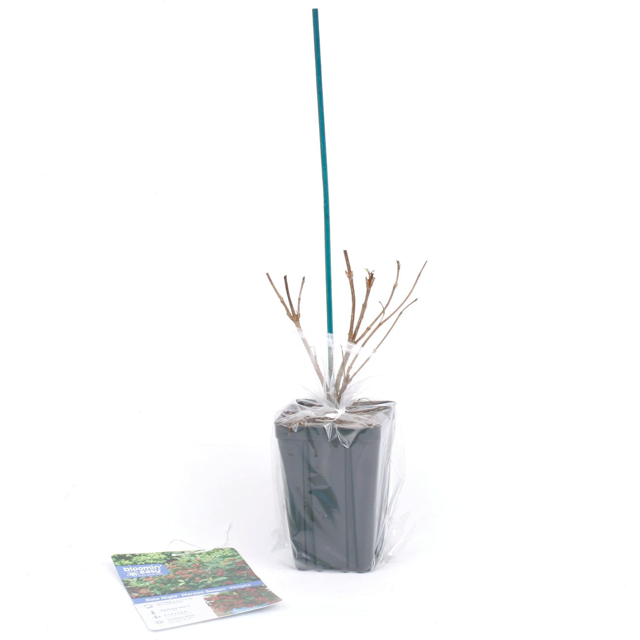 Van Zyverden 82925 Plant-Bulbs - View #7