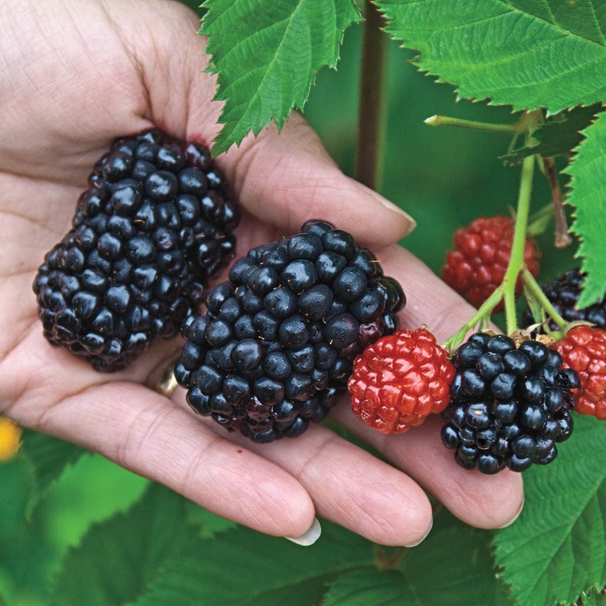 Gurney's Seed and Nursery Giant Kiowa Blackberry Plant - Perennial ...