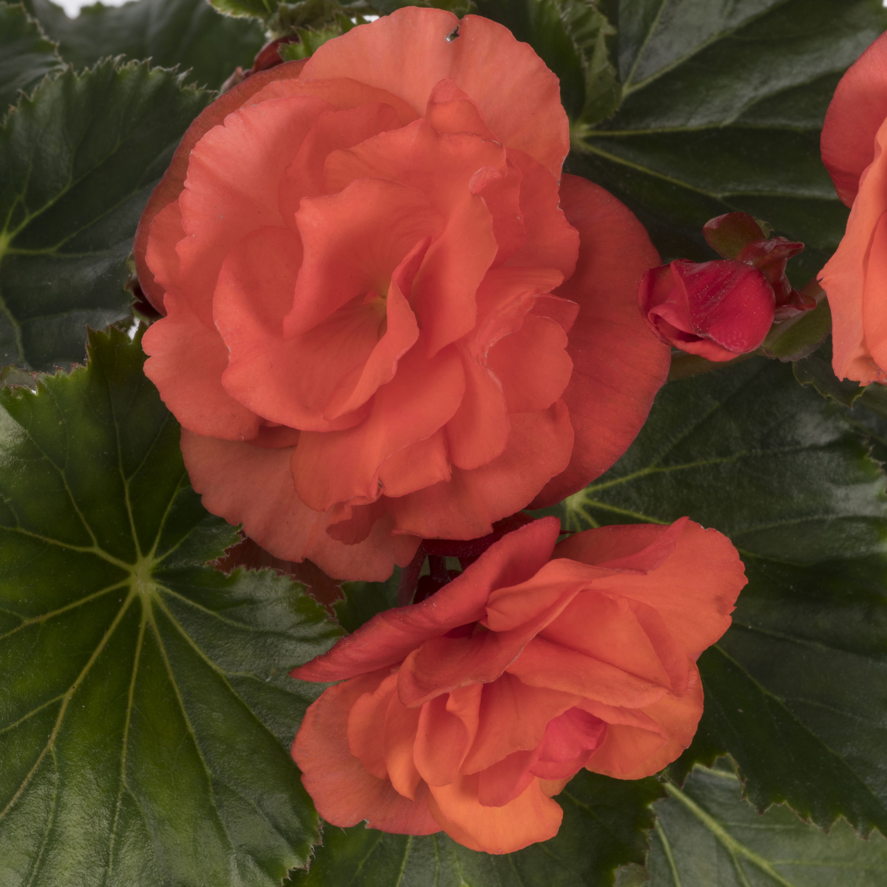 Multicolor Begonia In 1-quart Pot At Lowes.com