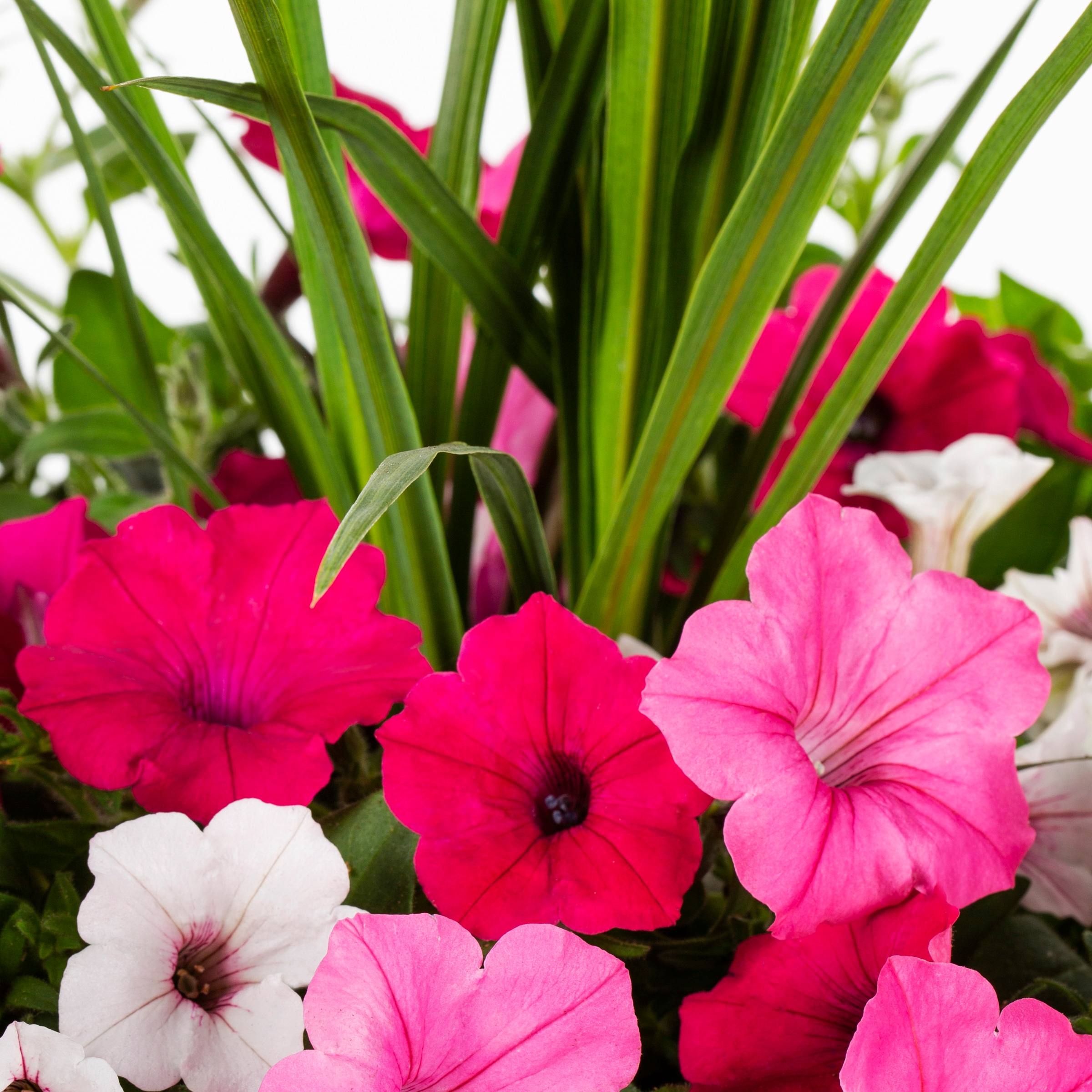 Ready Refill NURSERY annuals - View #2