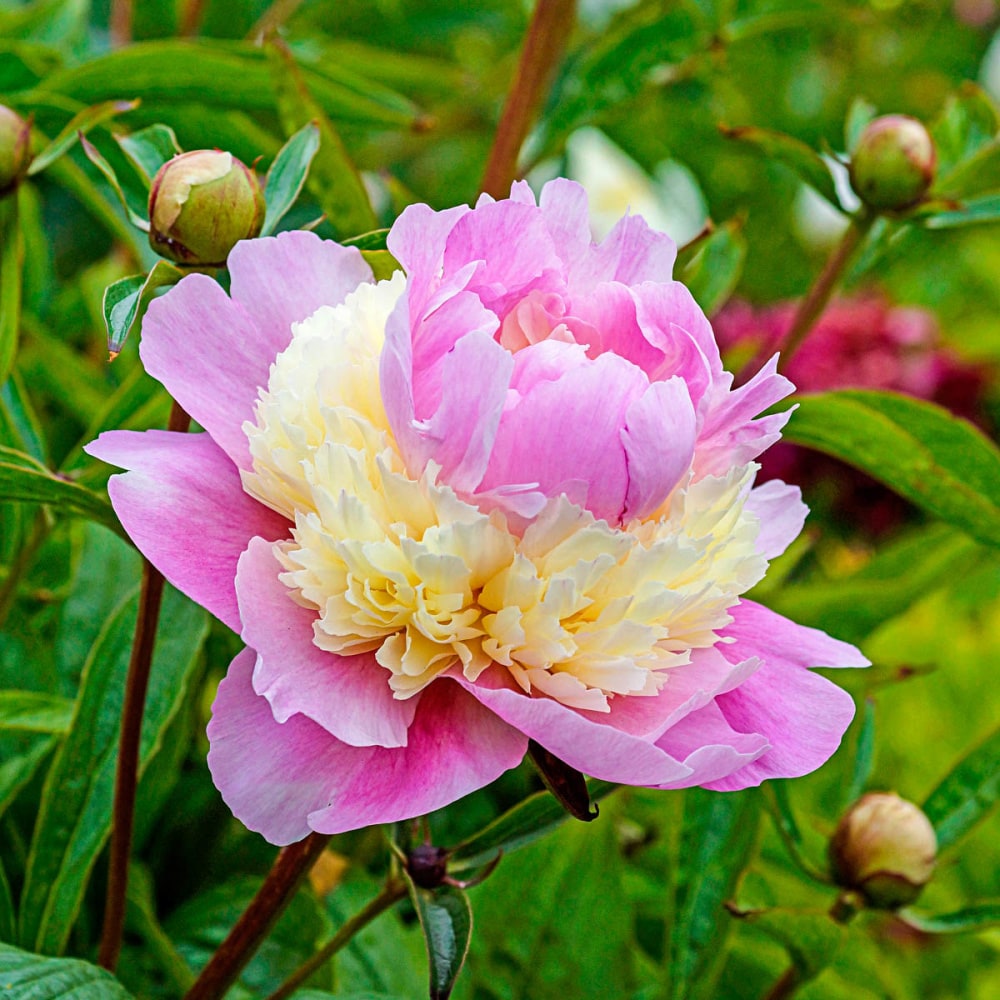 Breck's Pink Sorbet Peony Plant in 1-Pack Bareroot in the Perennials ...