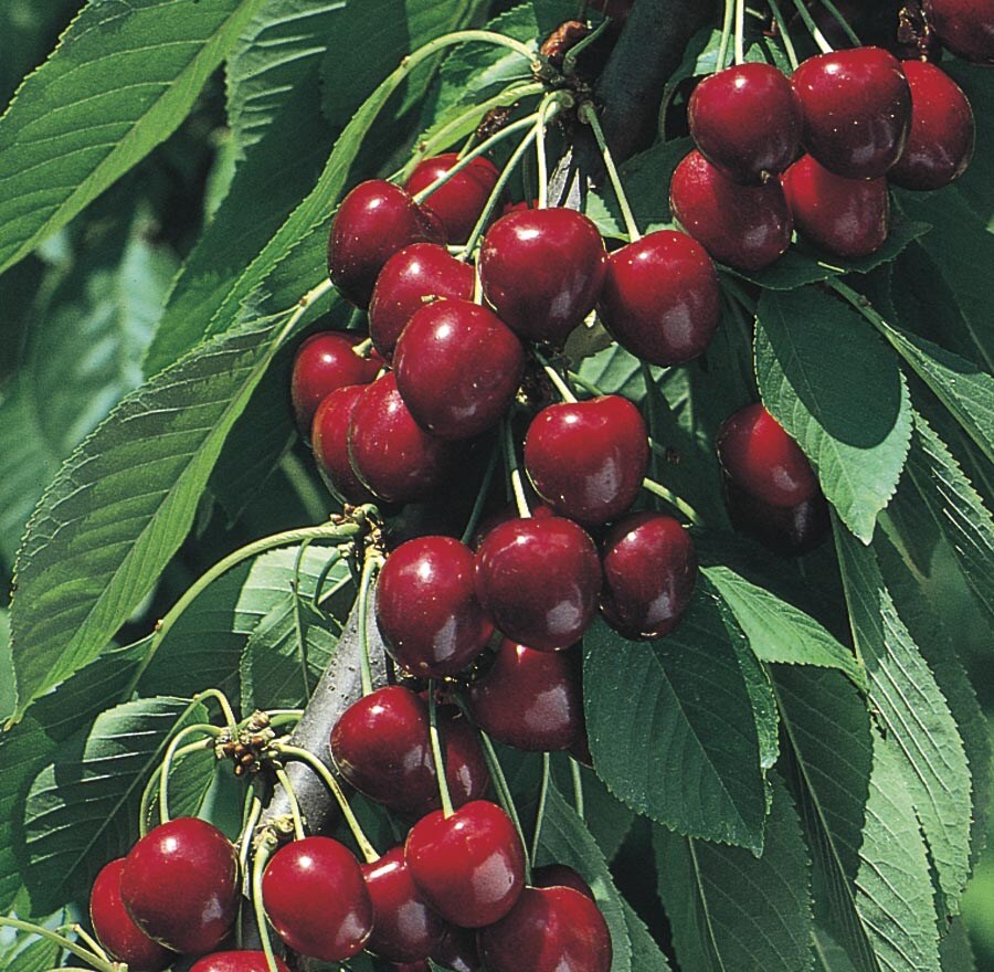 North Star Cherry Tree at Lowes.com