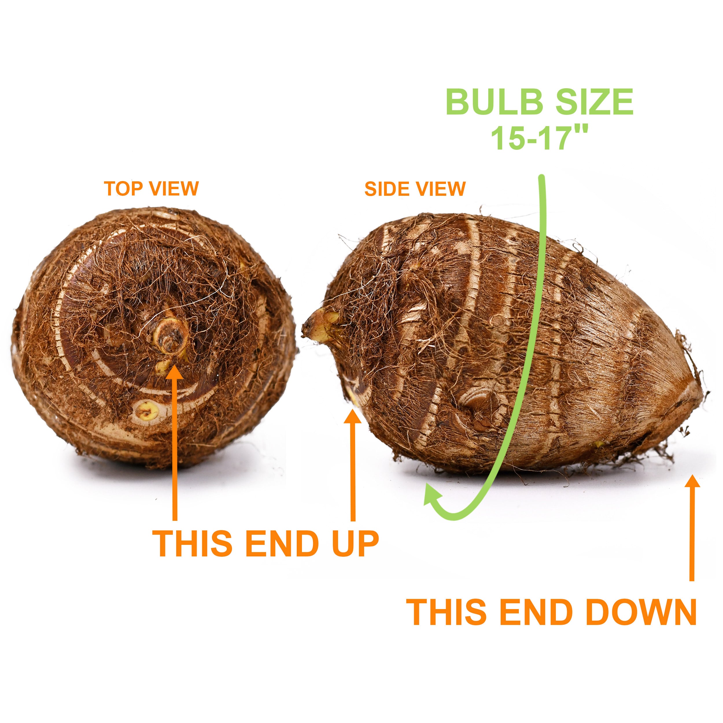 Garden State Bulb ECS-01-01-01 Plant-Bulbs - View #5