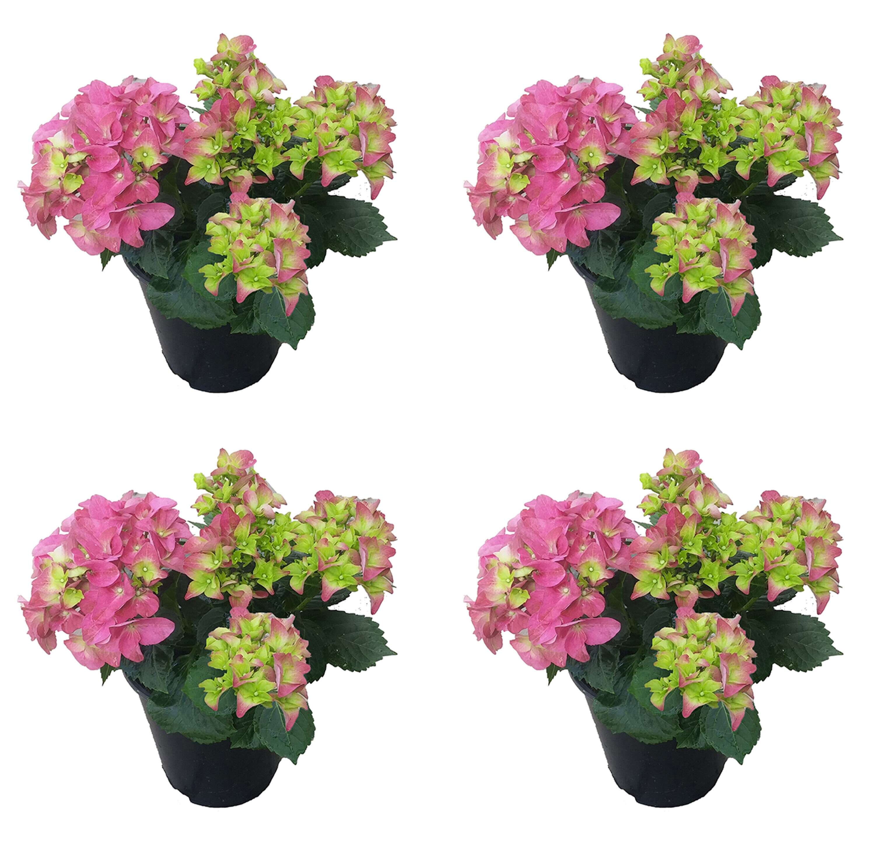  2203 Hydrangea macrophylla 'Early Rosa' Pink Flowering Shrub in 2.5 -Quart Pot 4 -Pack with Pink Blooms