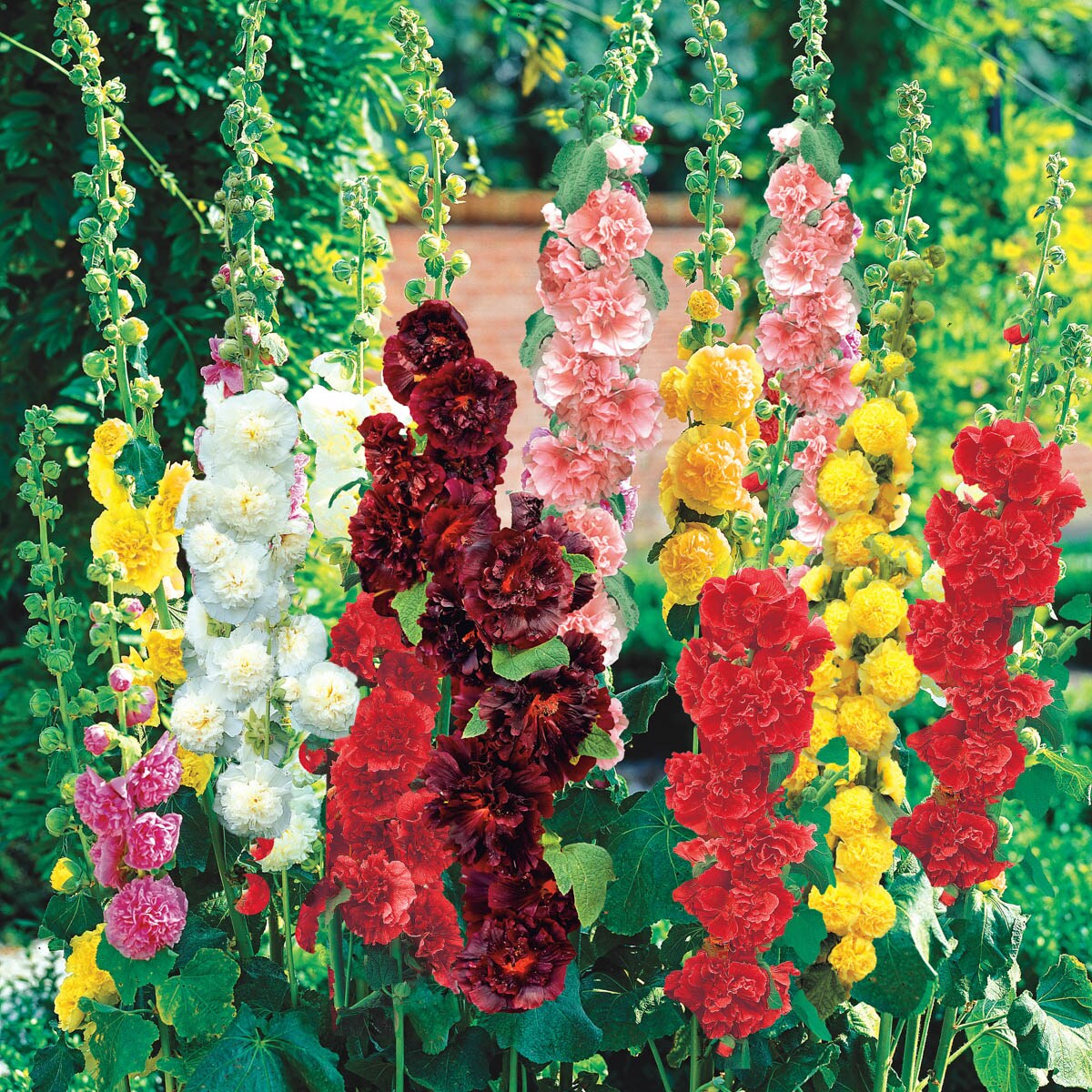 Spring Hill Nurseries 83542 perennials - View #2