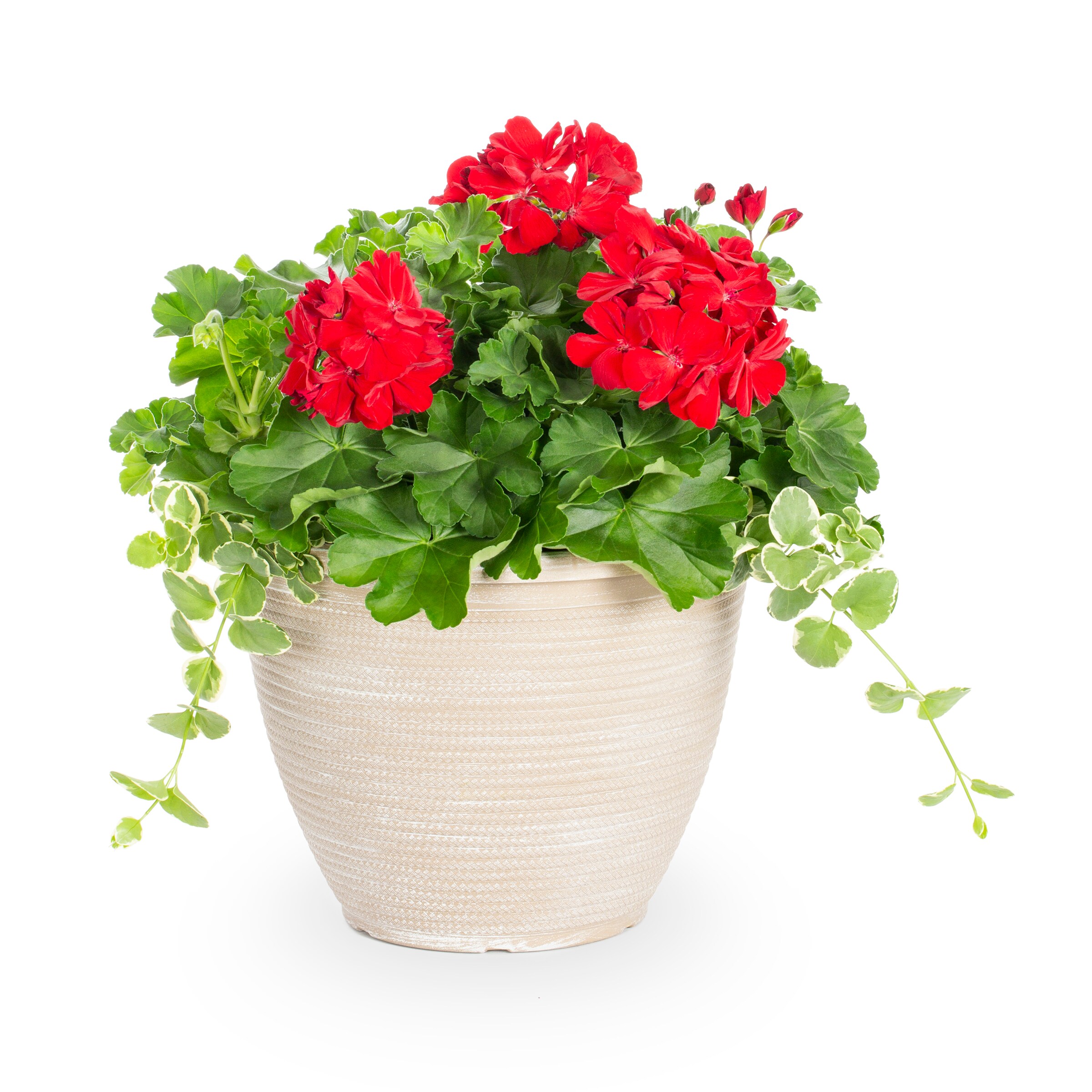 Lowe's Multicolor Geranium in 2.5-Gallon Planter in the Annuals ...