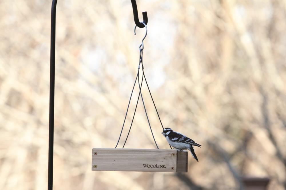Perky-Pet 50178 Hanging Tray Bird Feeder : : Patio, Lawn
