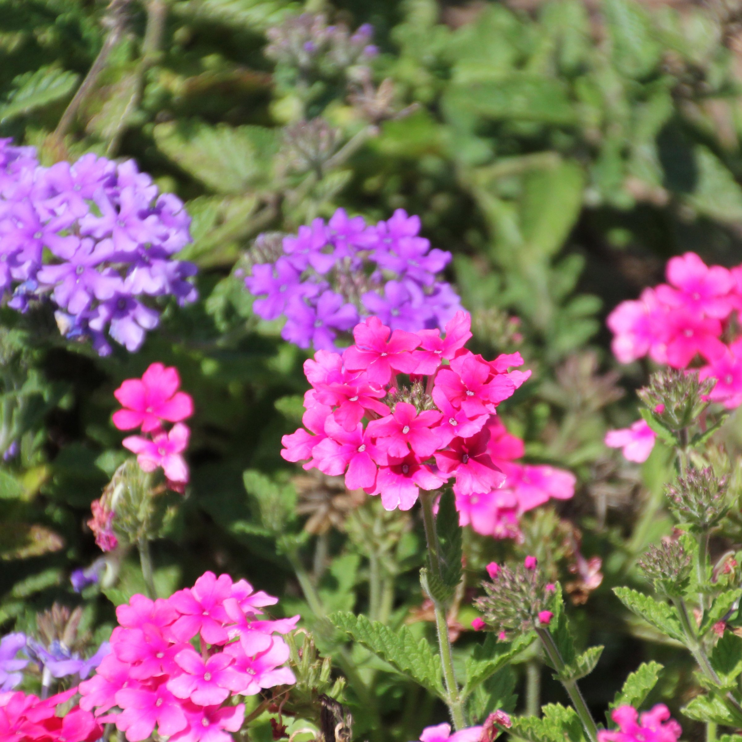 National Plant Network LW2189 annuals - View #8