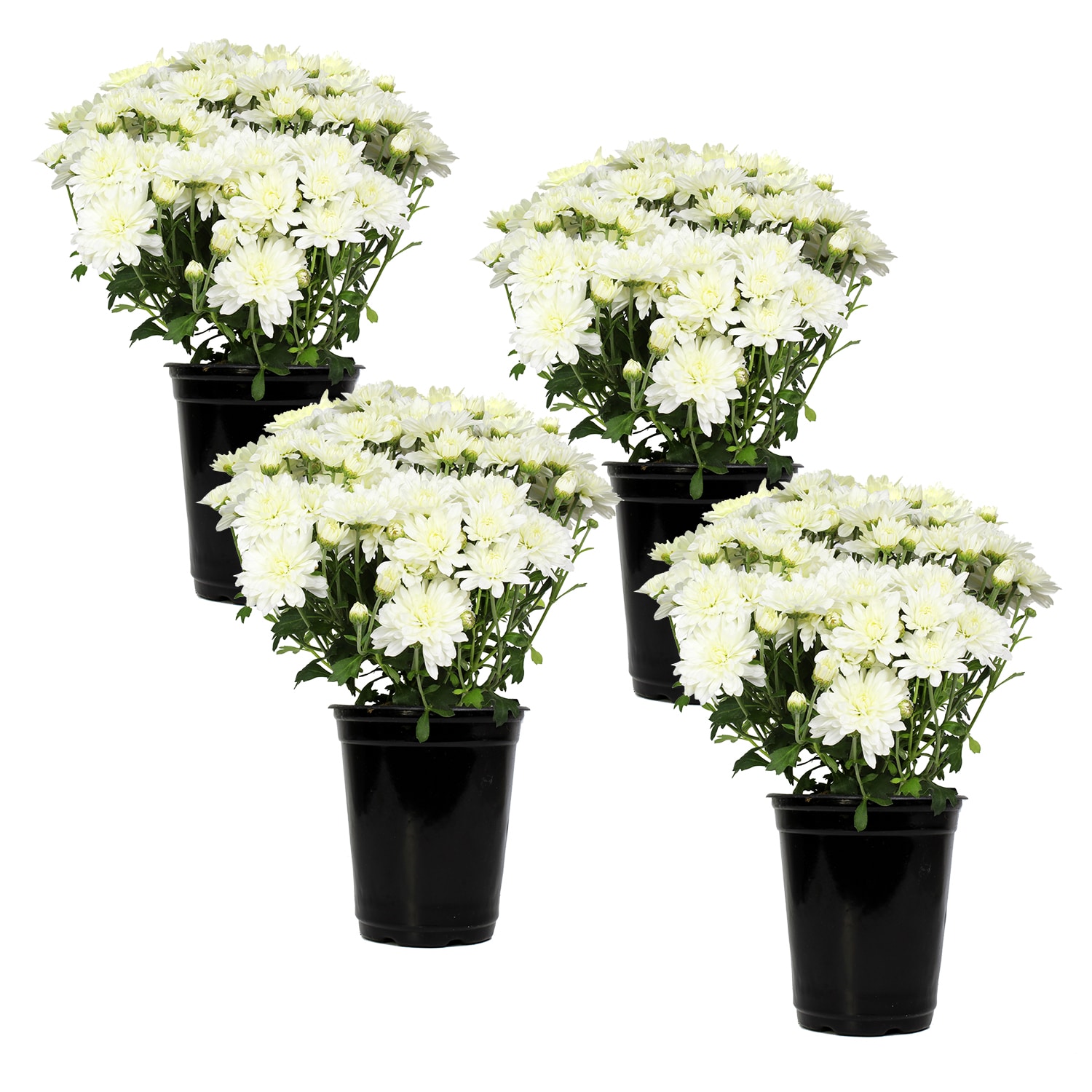 Altman Plants 0881143 White Mum in 1.64-Pint Pot 4-Pack
