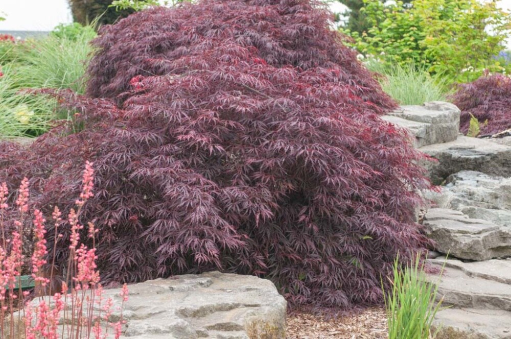 Spring Hill Nurseries Feature Tree Crimson Queen Japanese Maple Dormant Starter Bareroot At 