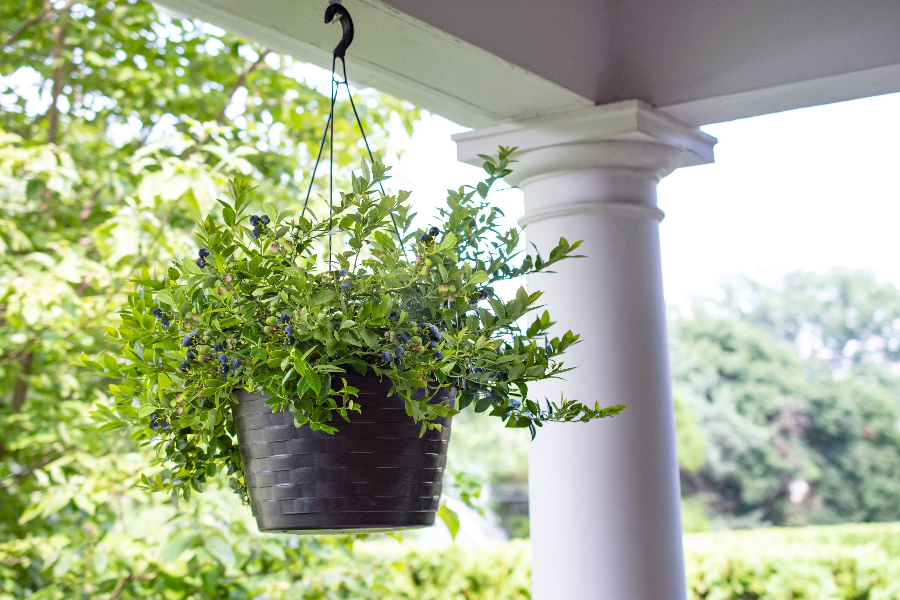 National Plant Network LW1666 1 -Pack Blueberry Plant in Pot Spring to Summer