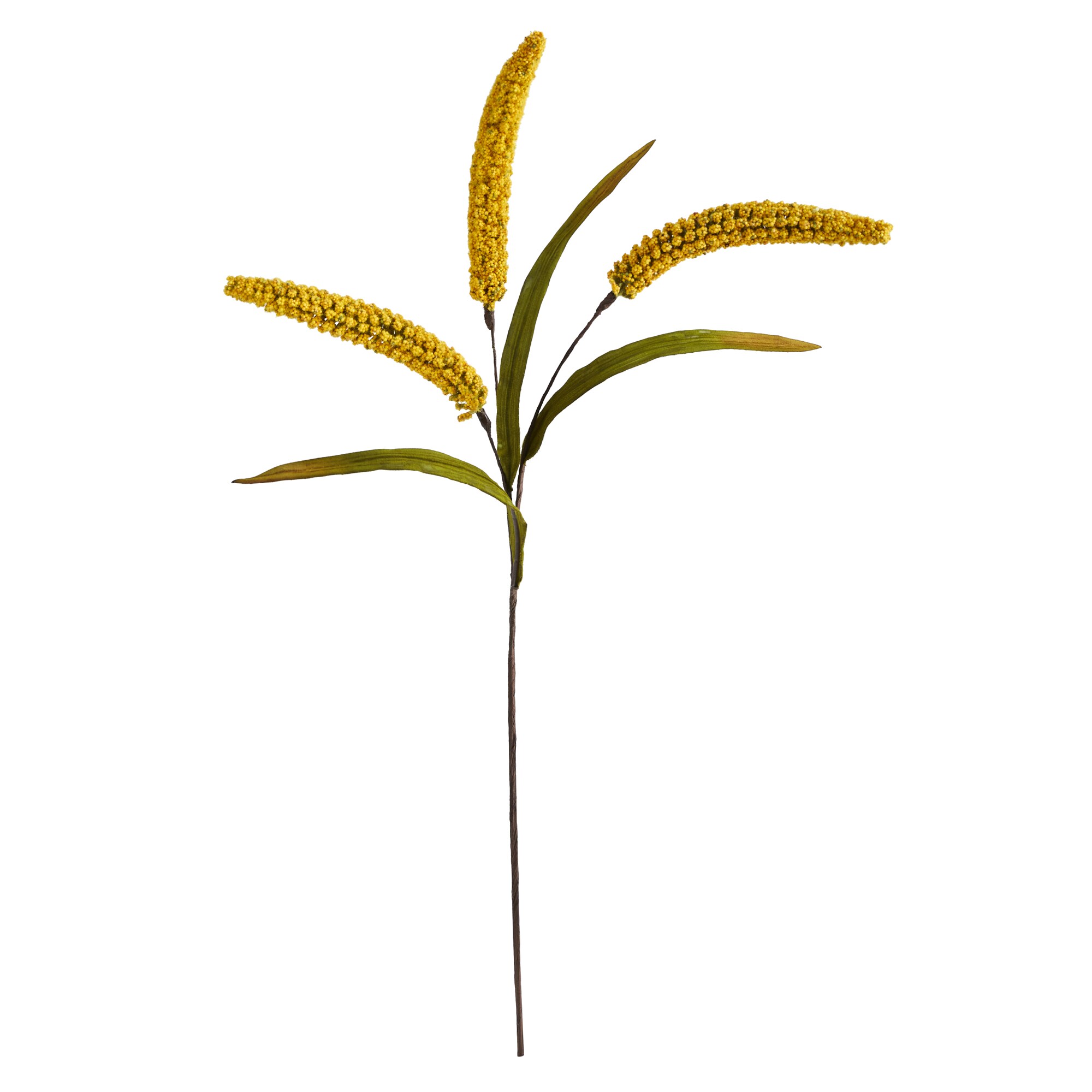 ragi plant clipart image