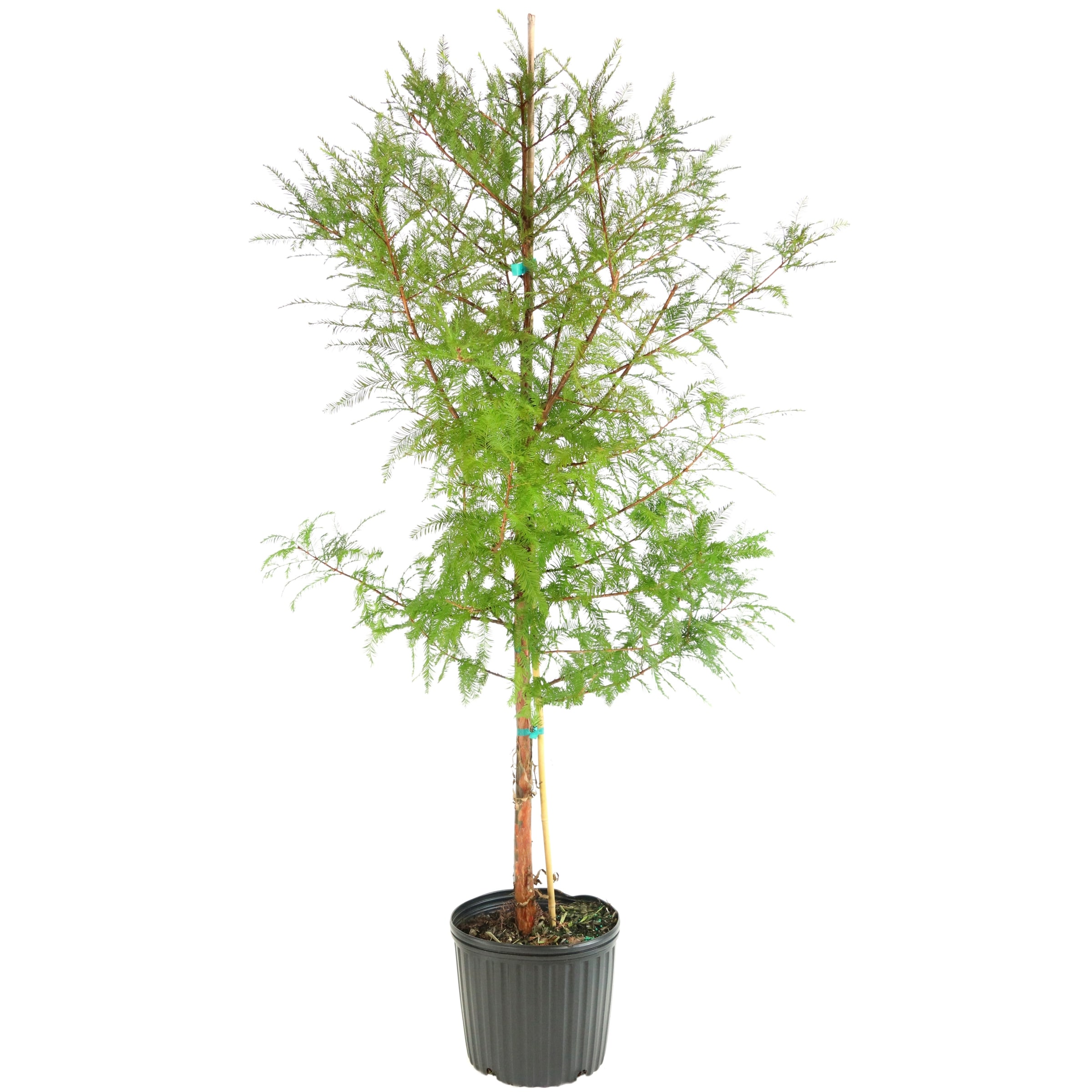 National Plant Network LW1001 1 Pack White Screening Bald Cypress In pot (with soil)