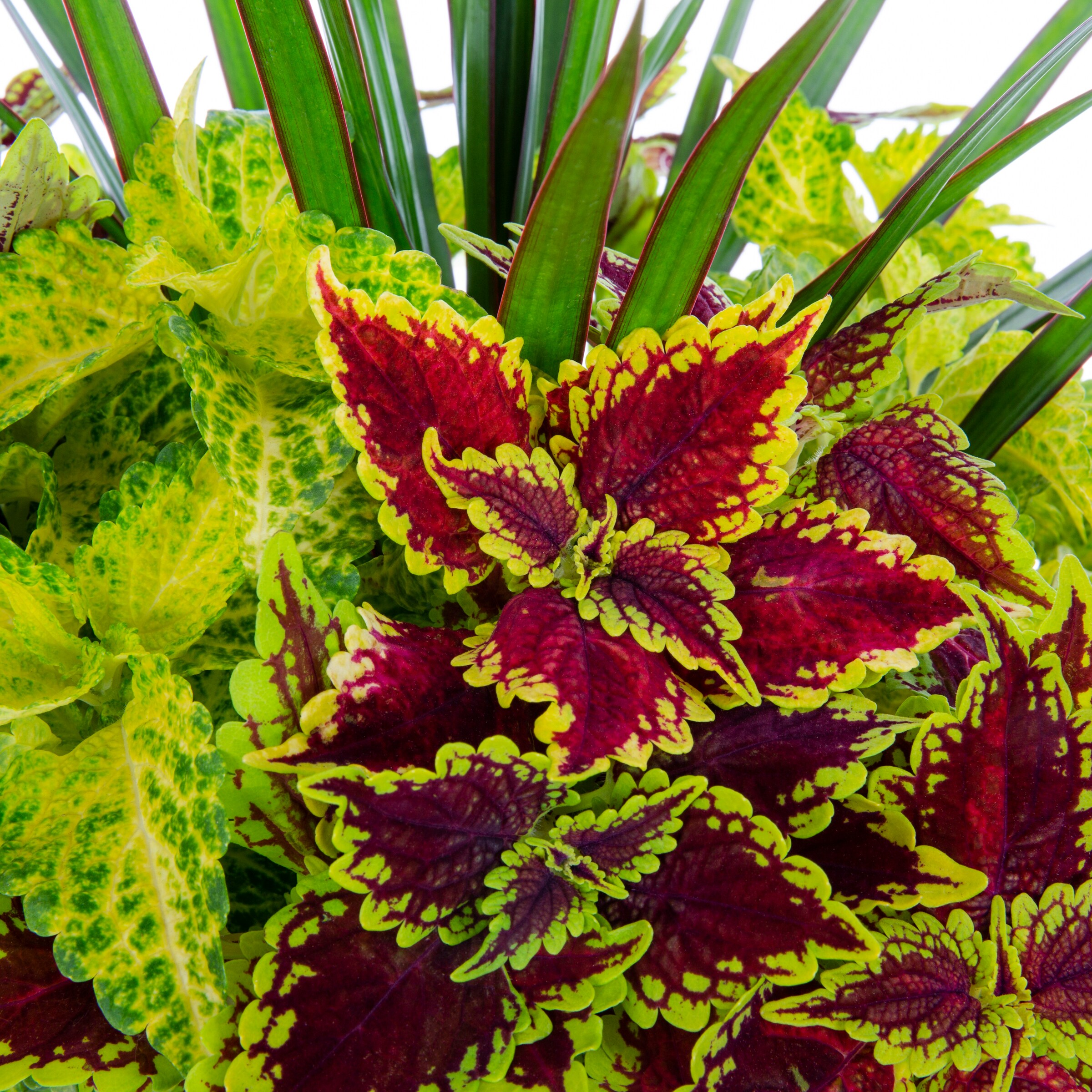 Lowe's NURSERY annuals - View #2