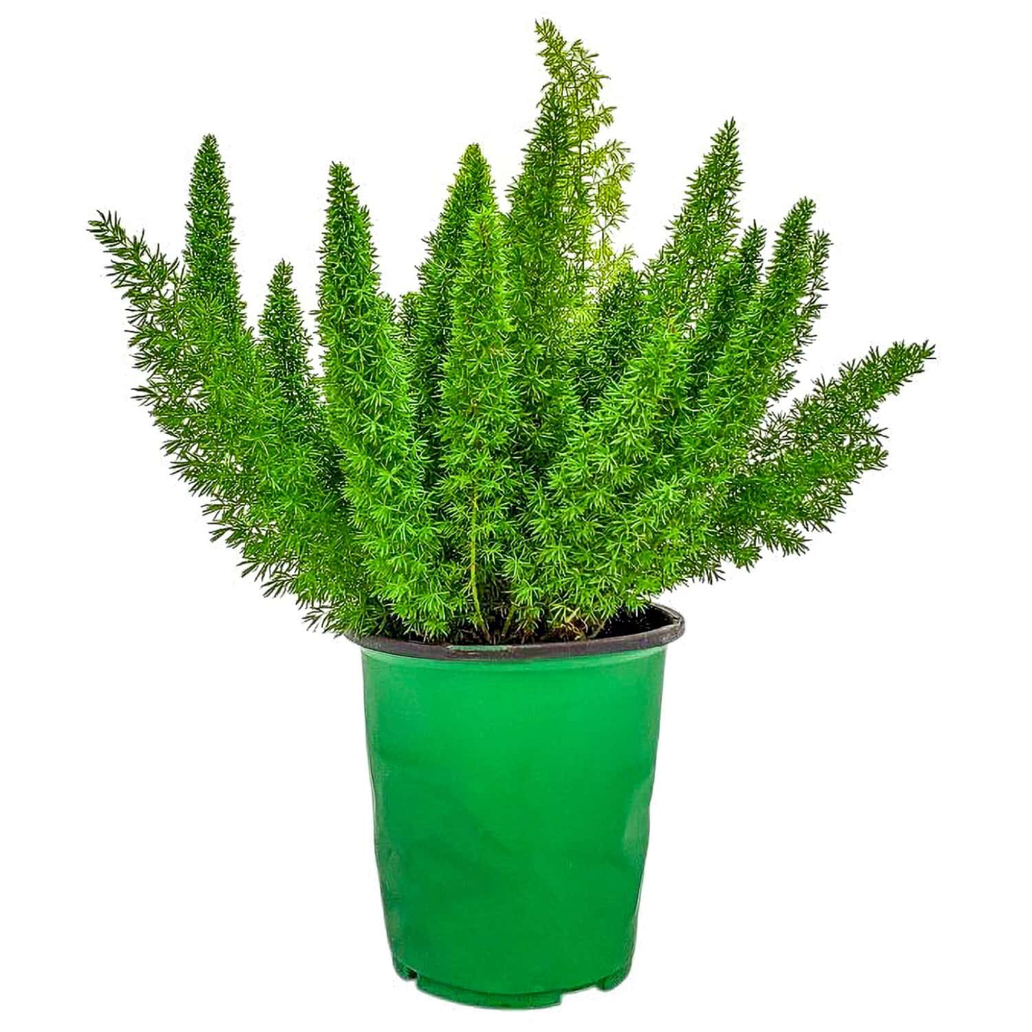 Tropical Plants of Florida - Foxtail Fern (Asparagus densiflorus) in 1 Gallon Nursery Pot 1 Pack