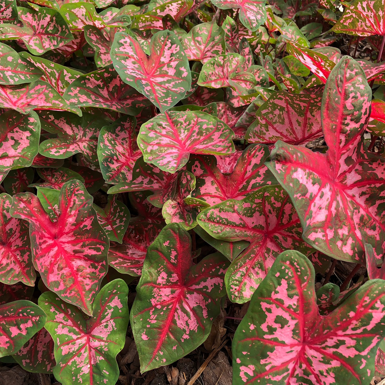 Van Zyverden 83108 Pink Caladium Bulbs 3 Count