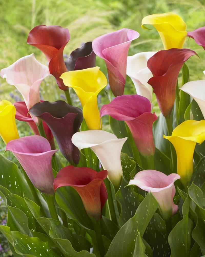 2x Mixed Colour Calla Lily Lilies Perennial Gardening Summer Flower Bulbs 