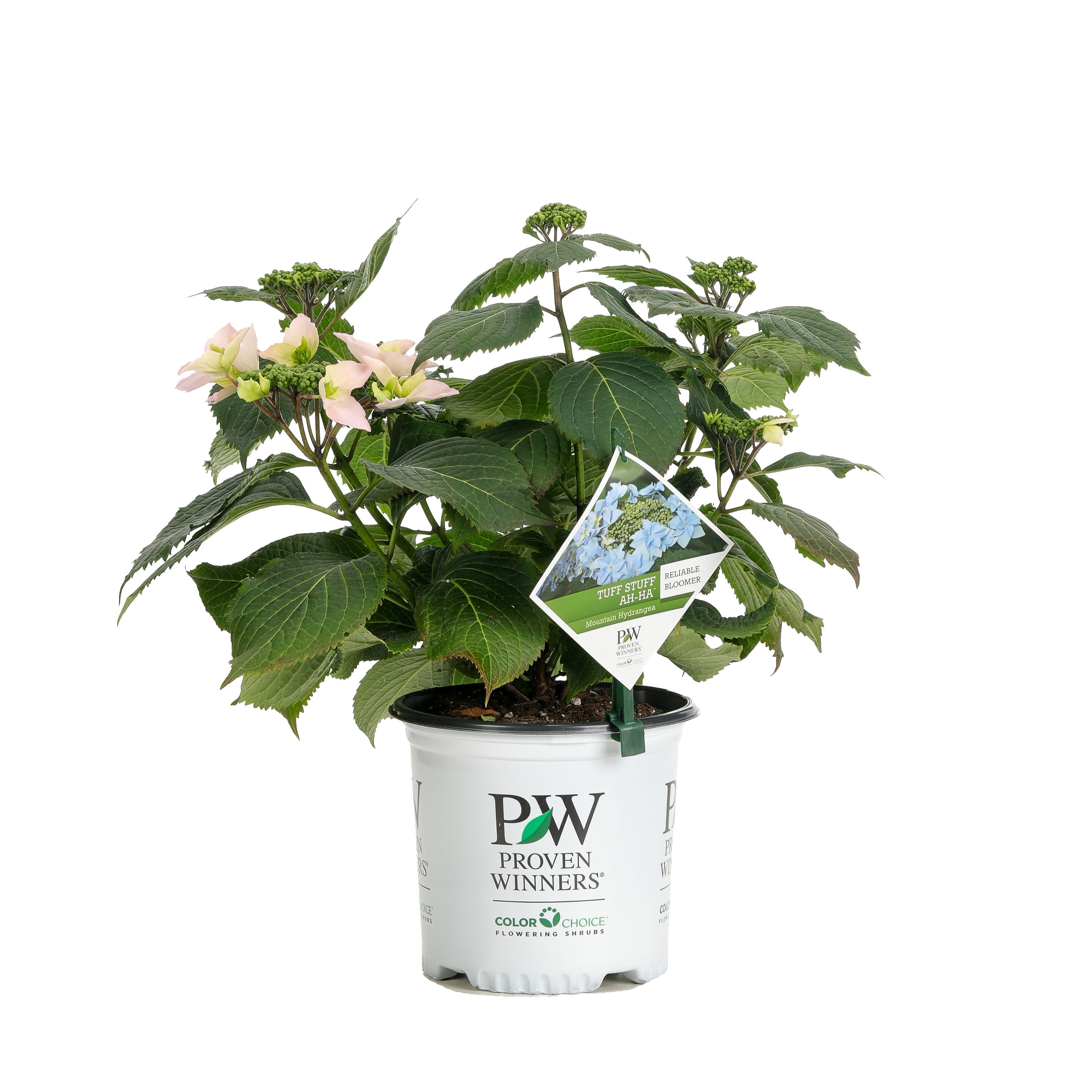 Proven Winners HYDPRC3136101 shrubs - View #2